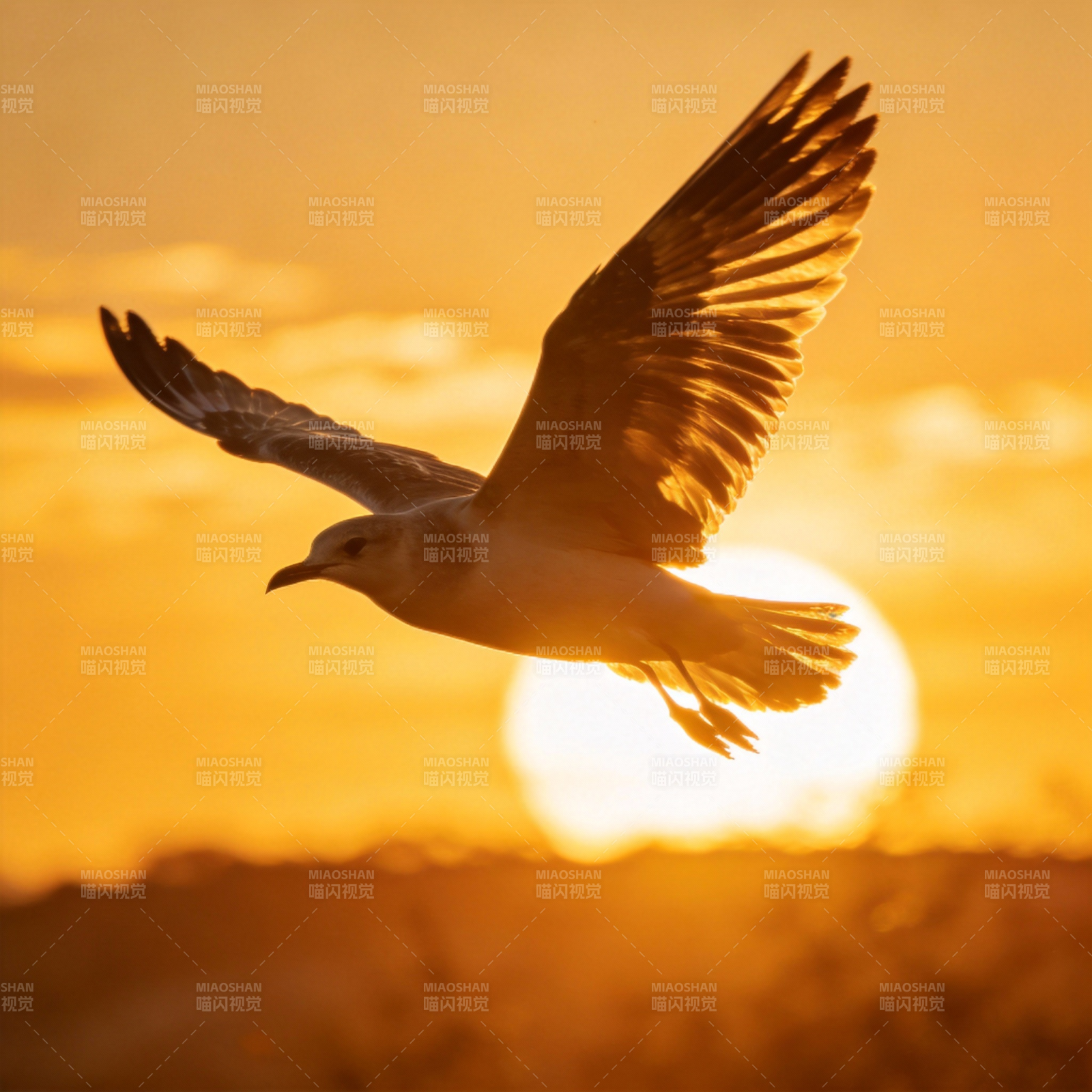 夕阳下的海鸥飞翔图片