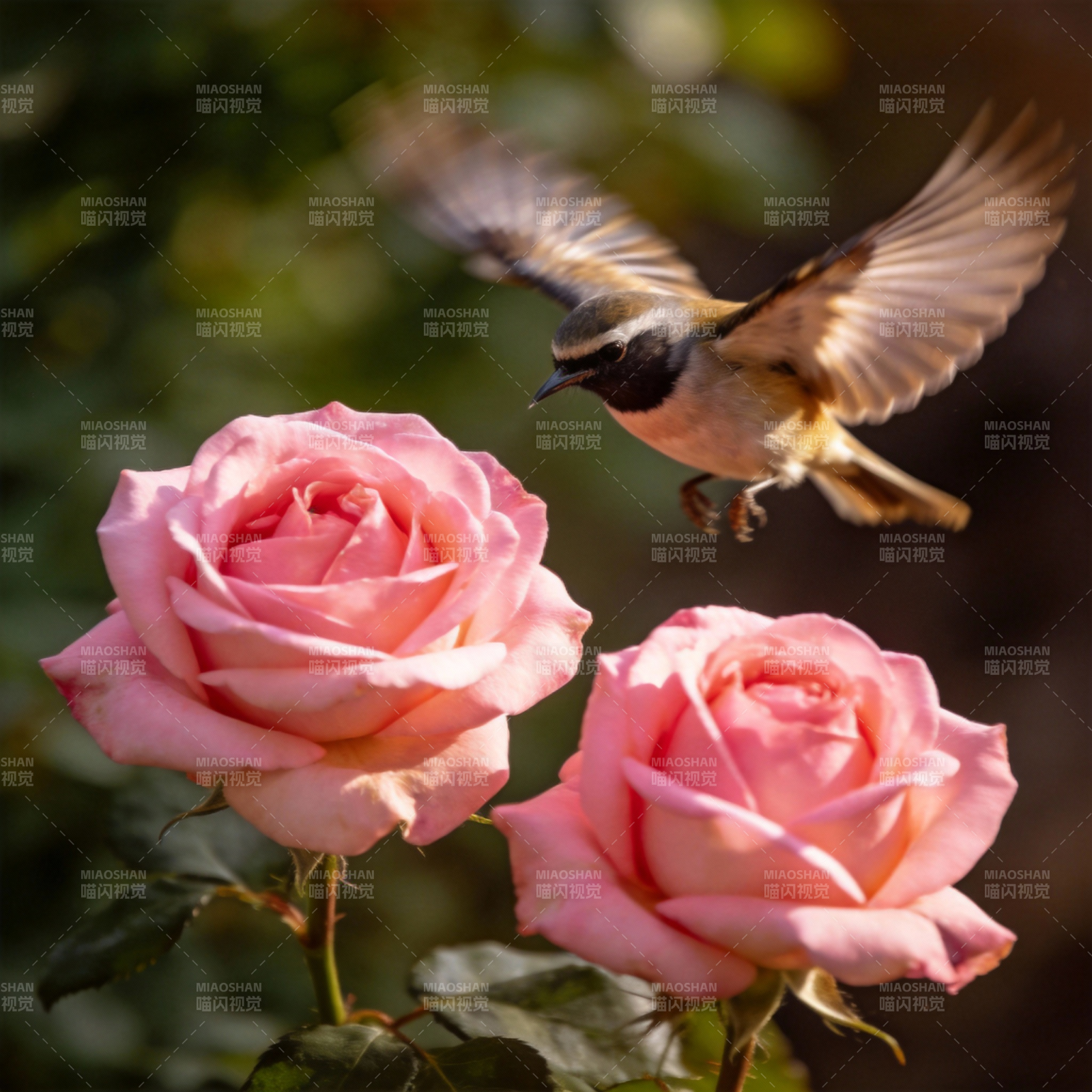 飞鸟与玫瑰图片