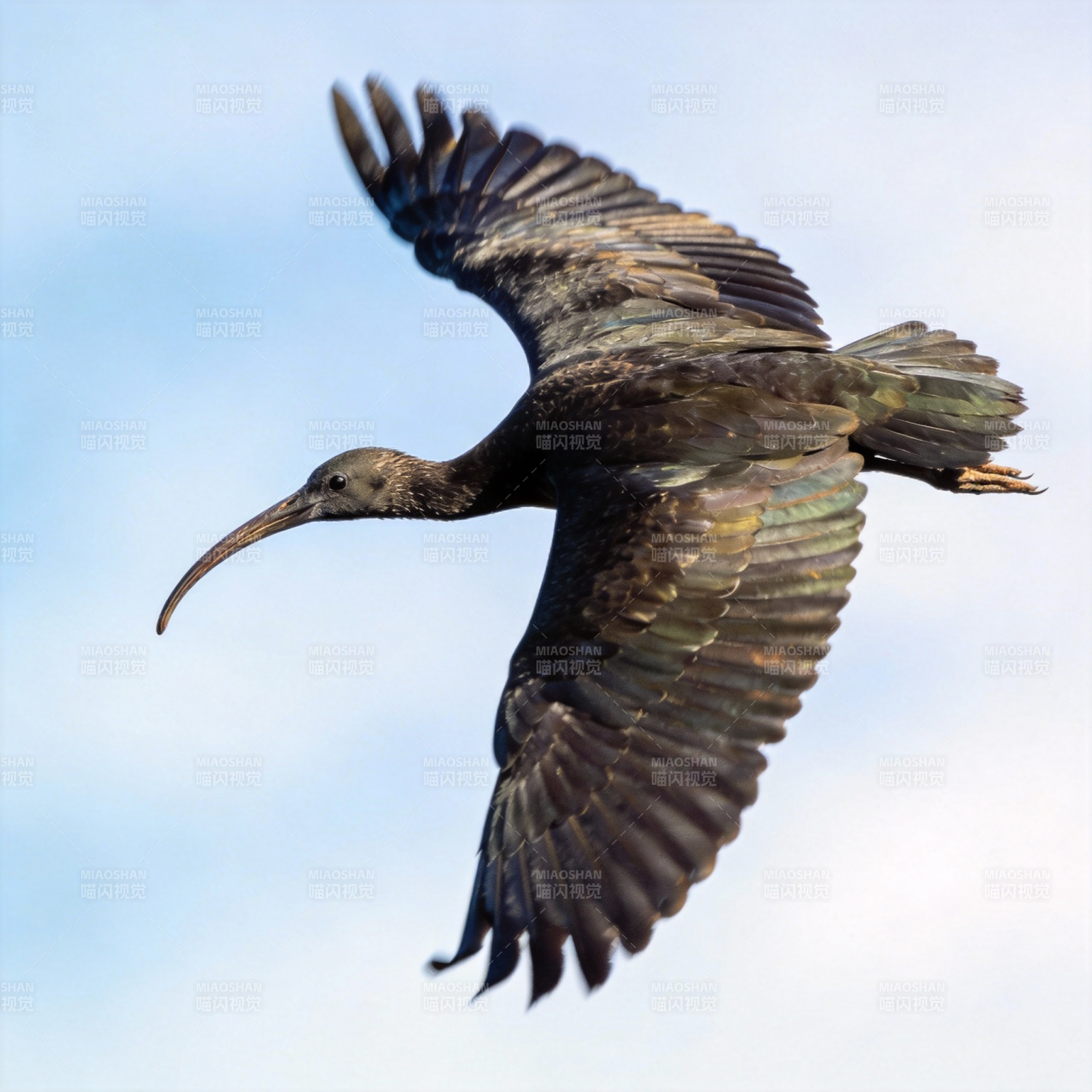 飞鸟展翅翱翔图片