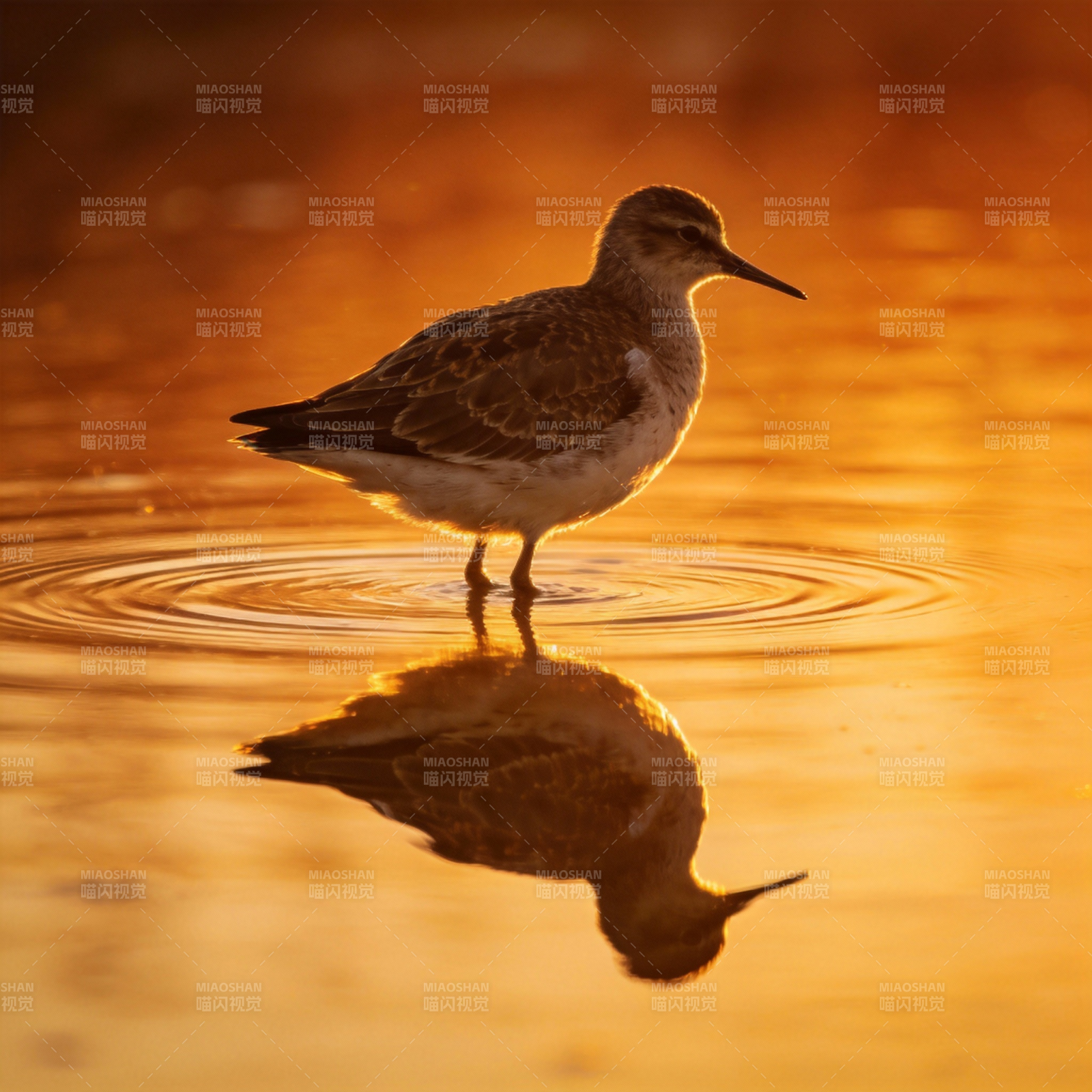 晨光中的水鸟倒影图片