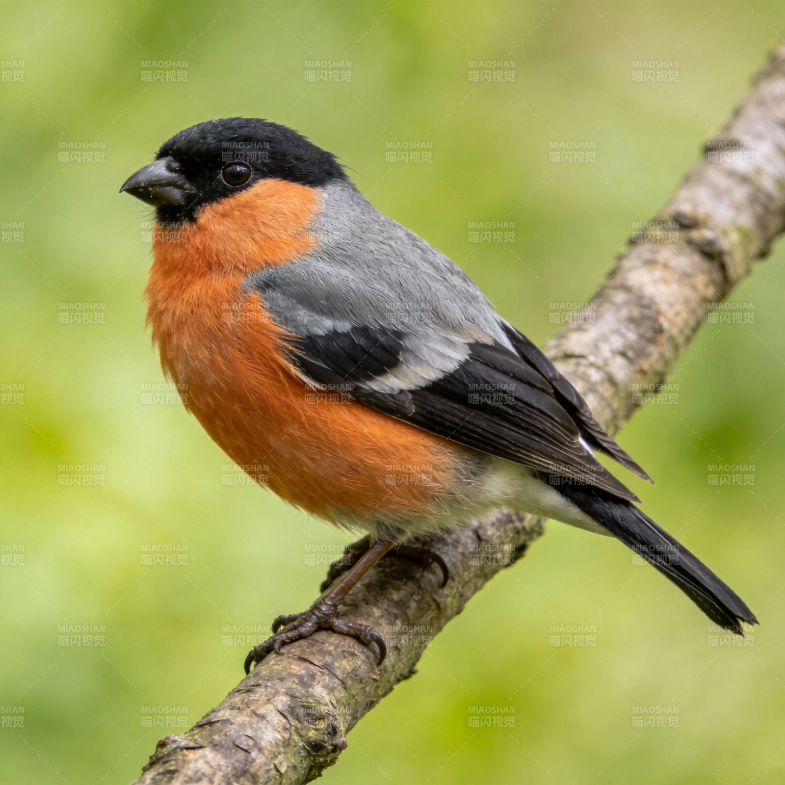 红腹灰雀栖枝头图片