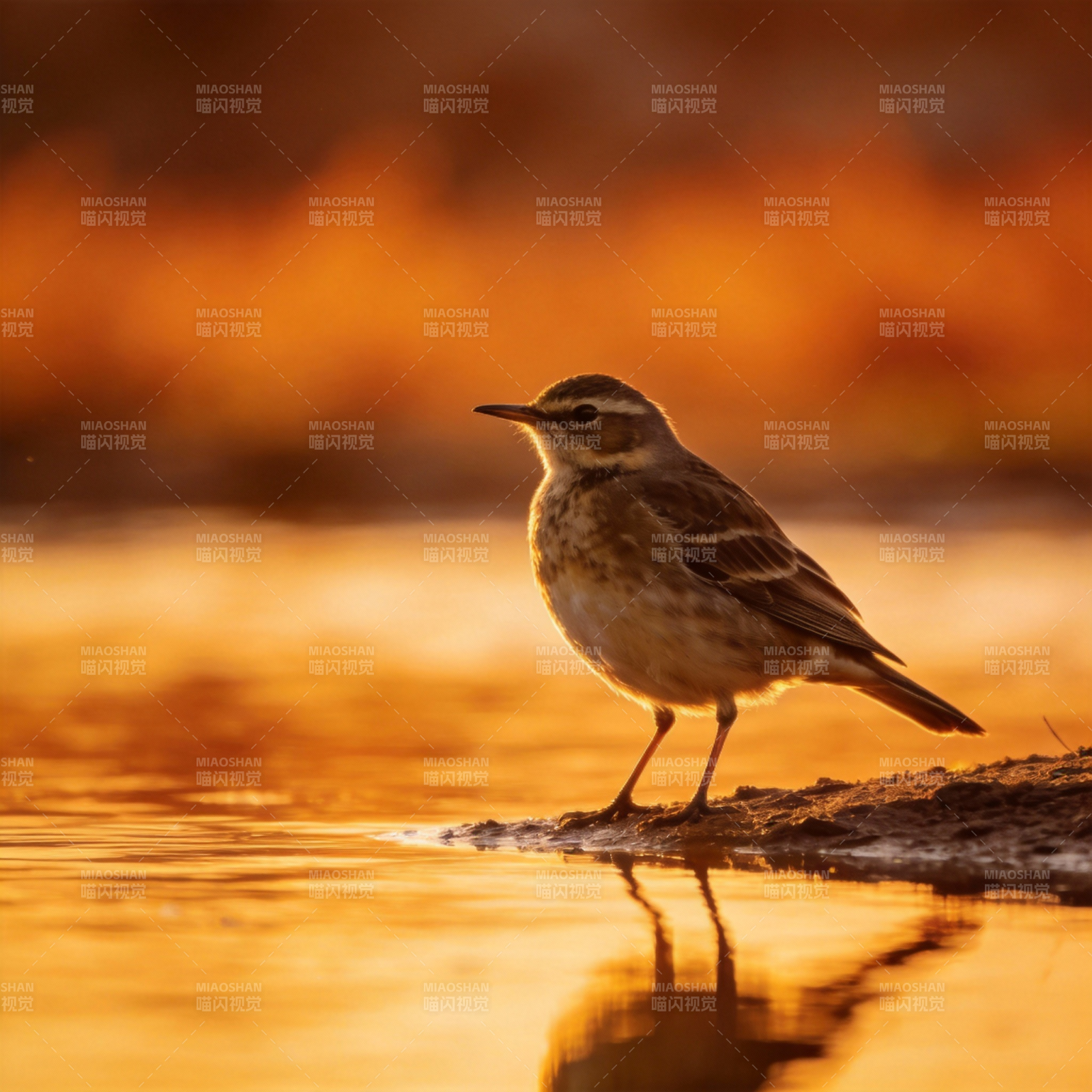 晨光中的小鸟图片