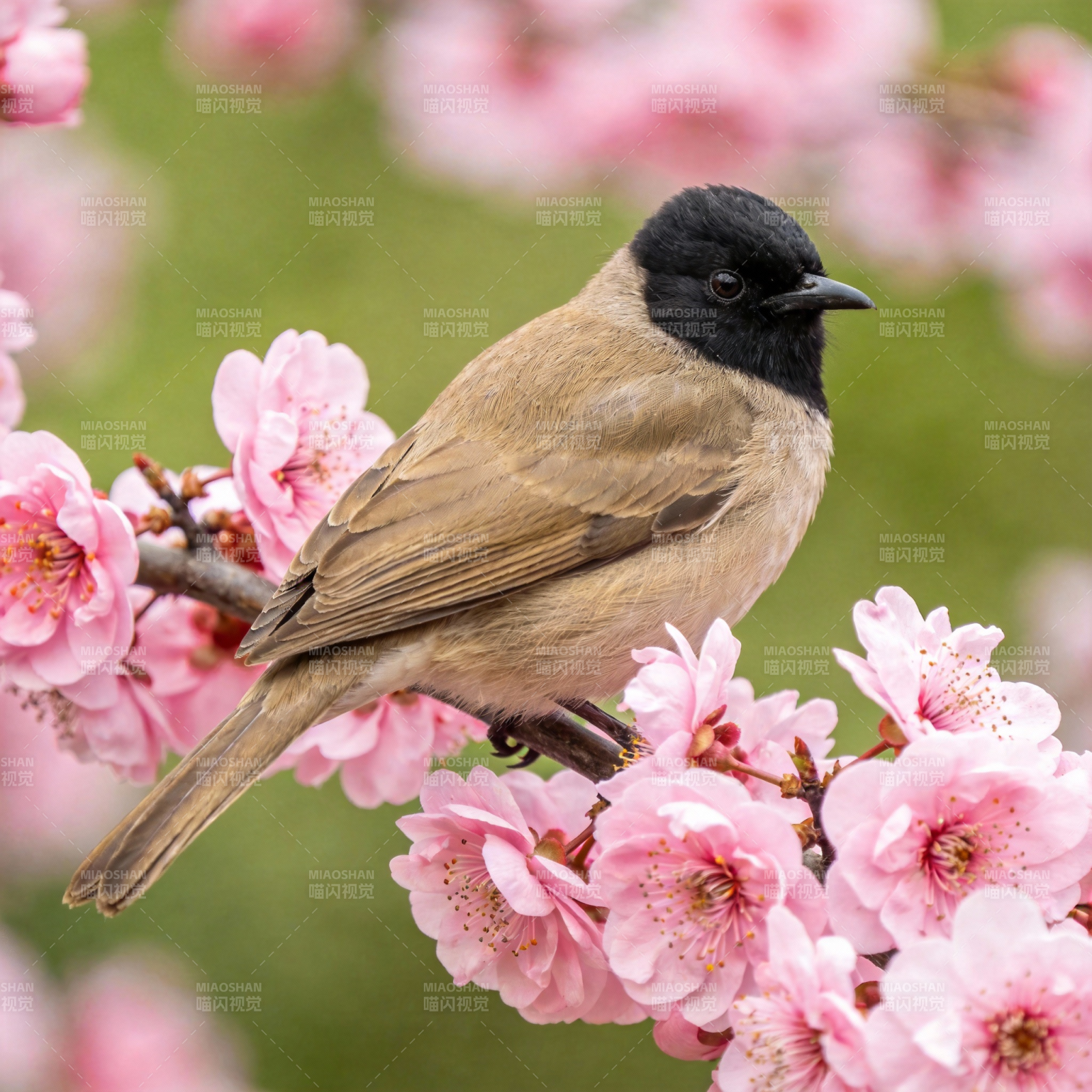 春鸟栖花枝图片