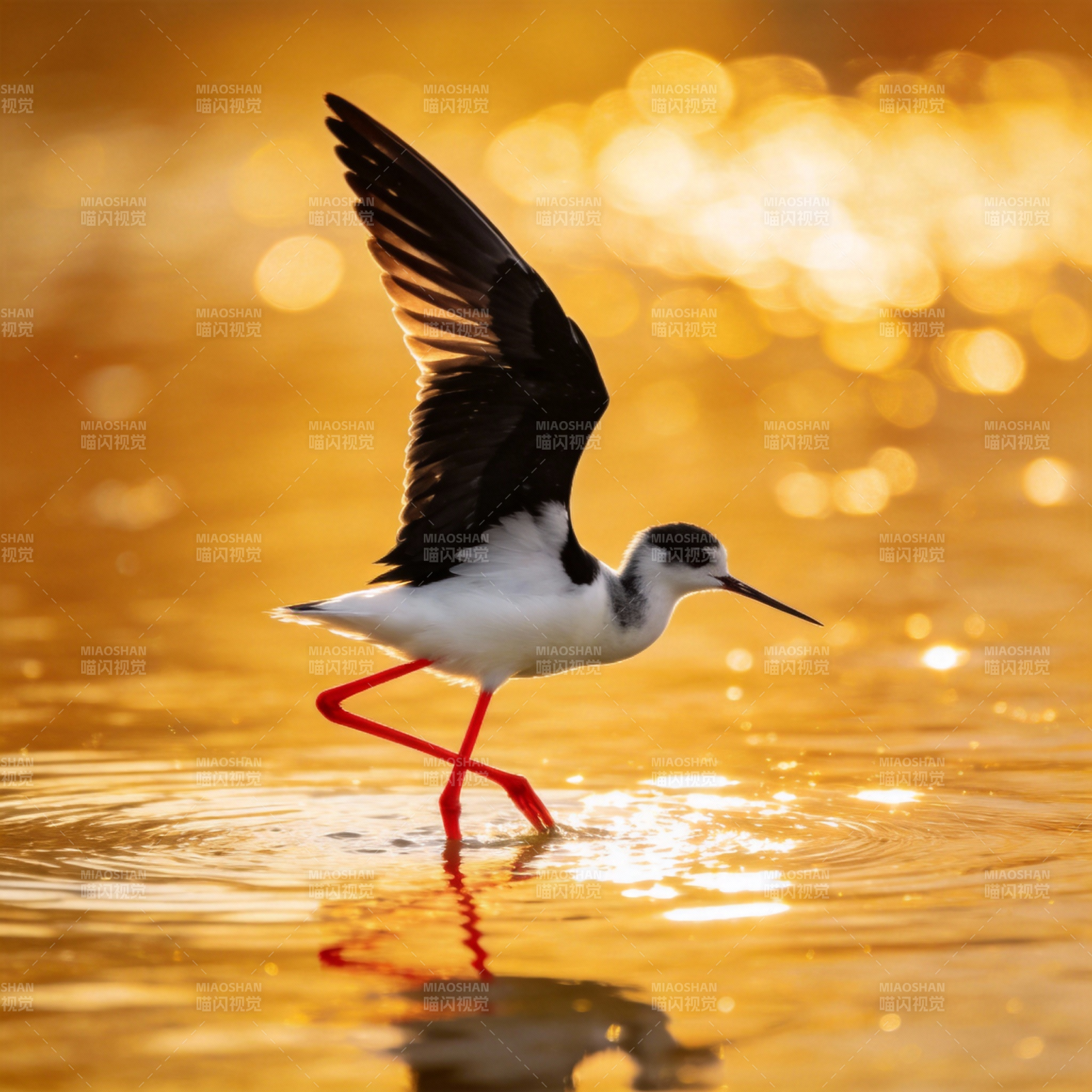 黑翅长脚鹬踏水图片