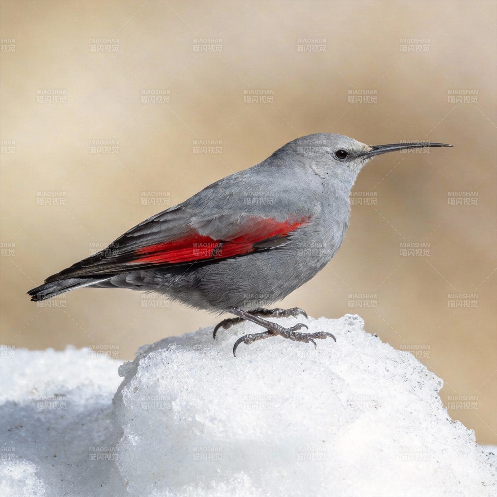红翅灰鸟栖雪图片
