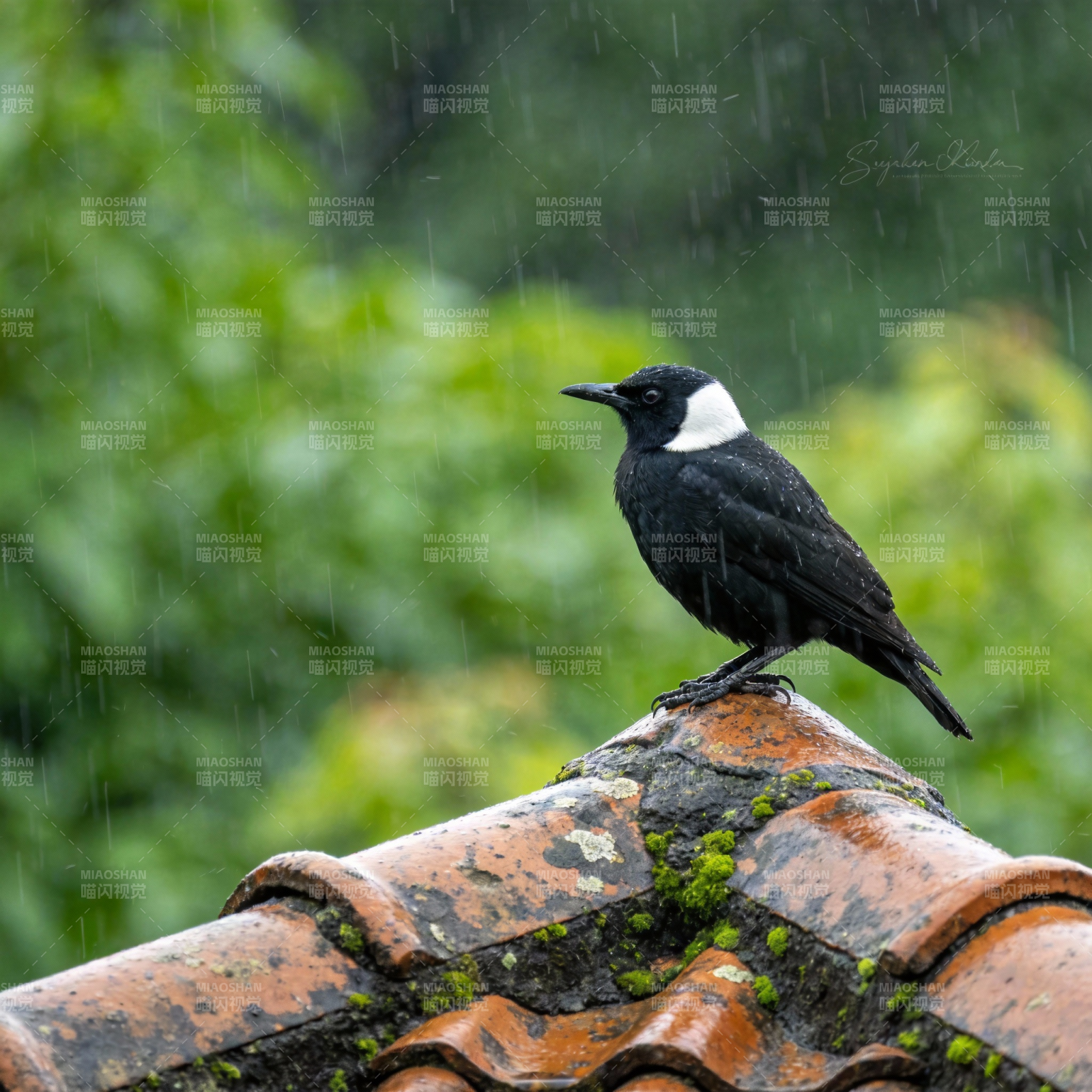 雨中栖息的黑鸟图片