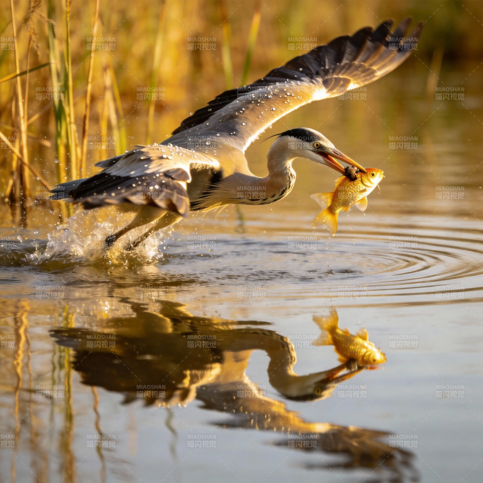 苍鹭捕鱼瞬间图片