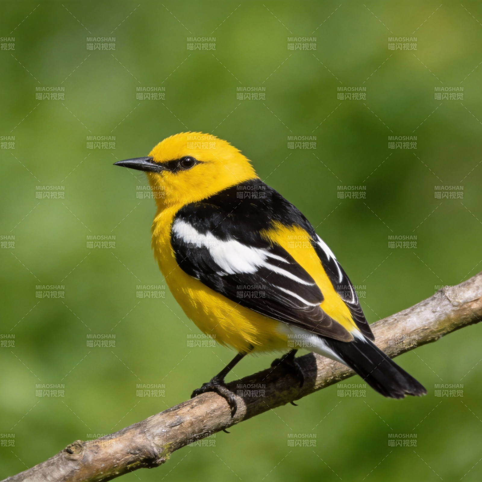 黄黑相间的鸟栖枝头图片