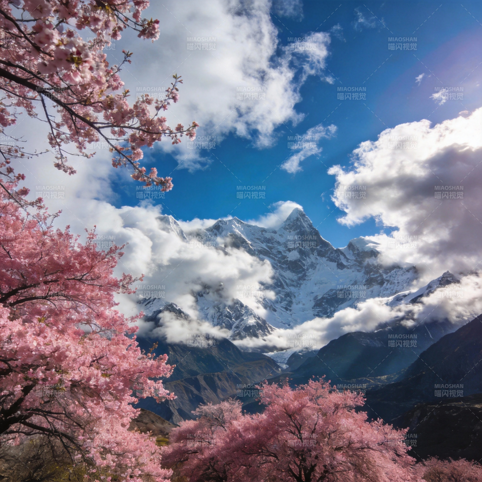 樱花映雪山图片