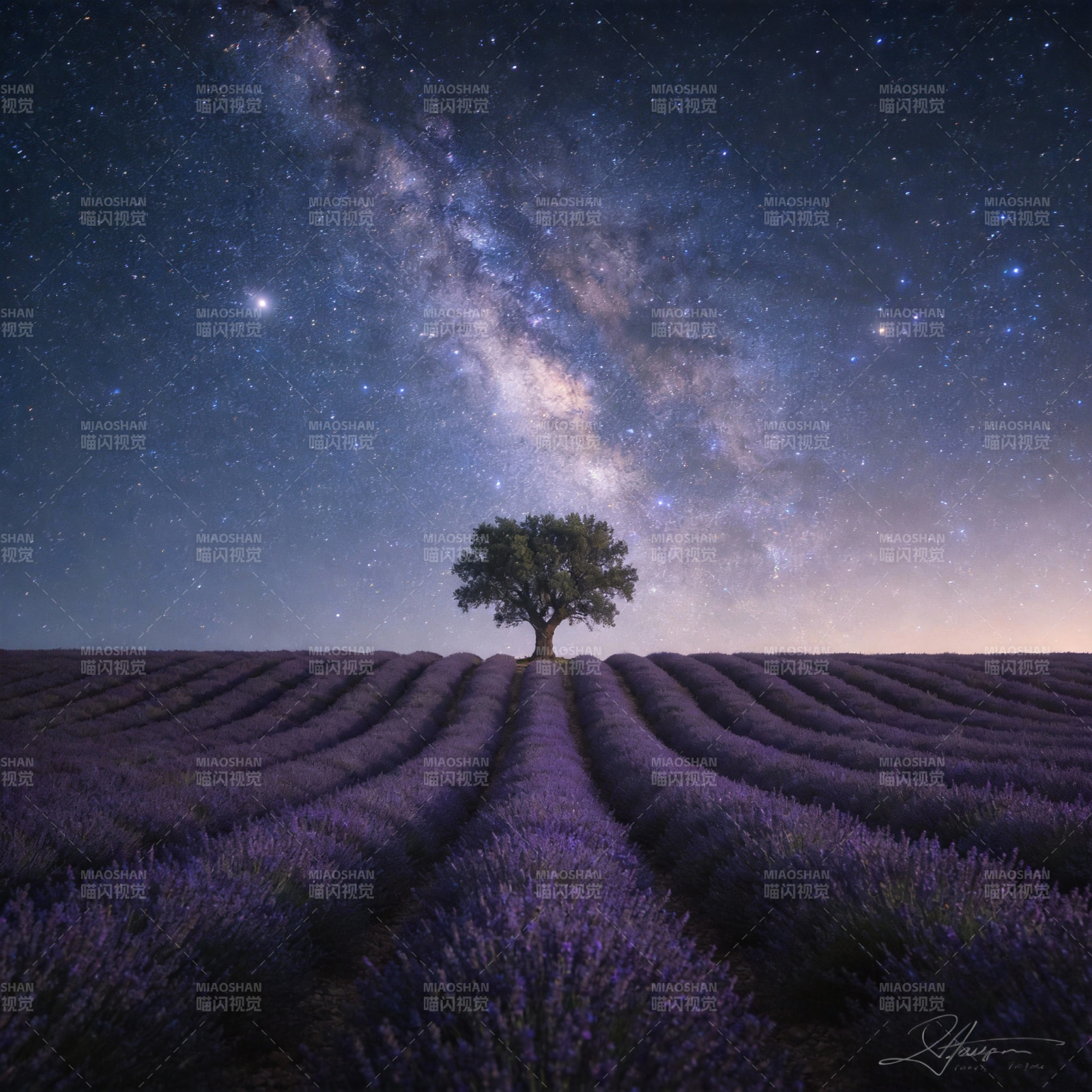 星空下的薰衣草田图片