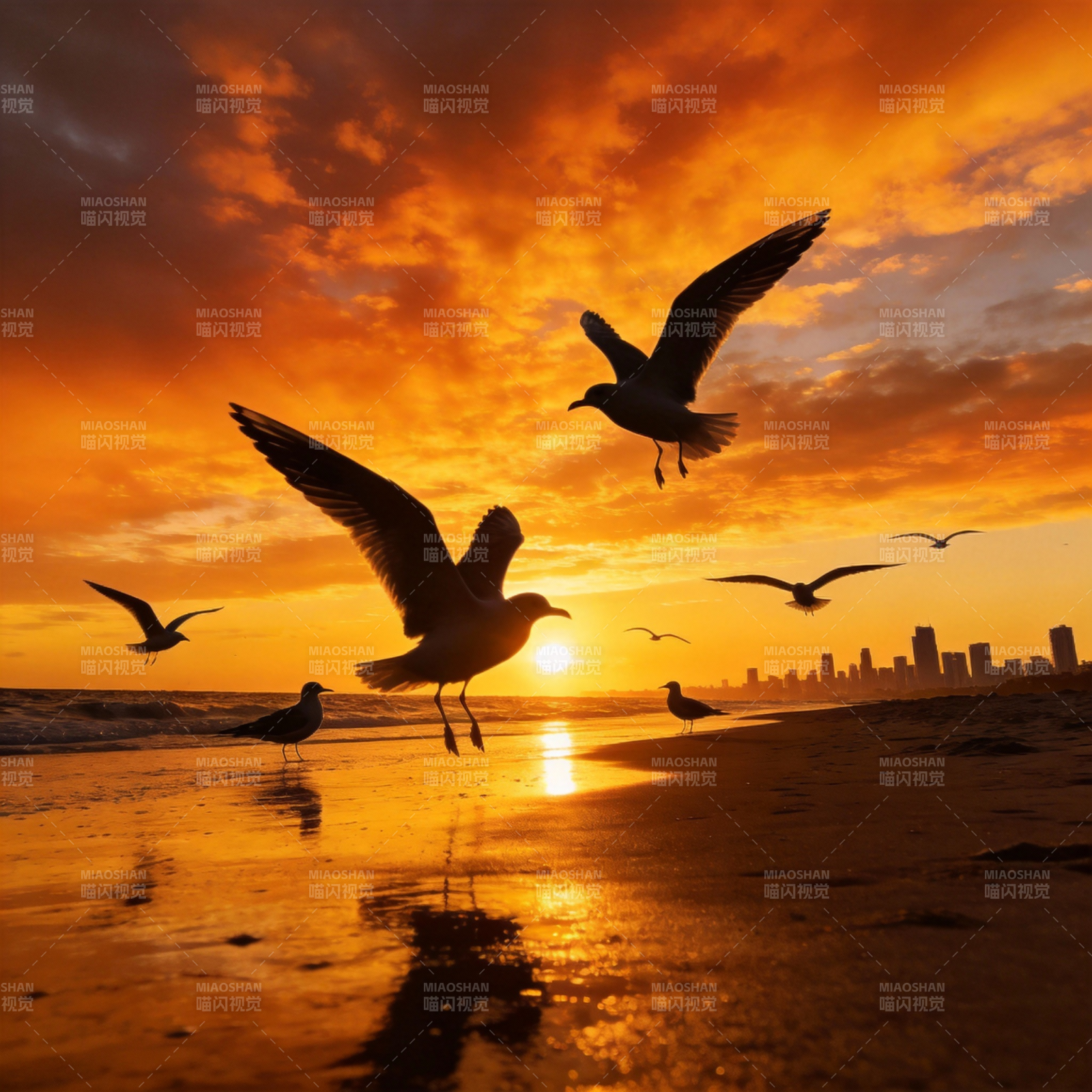 夕阳海鸥剪影图片