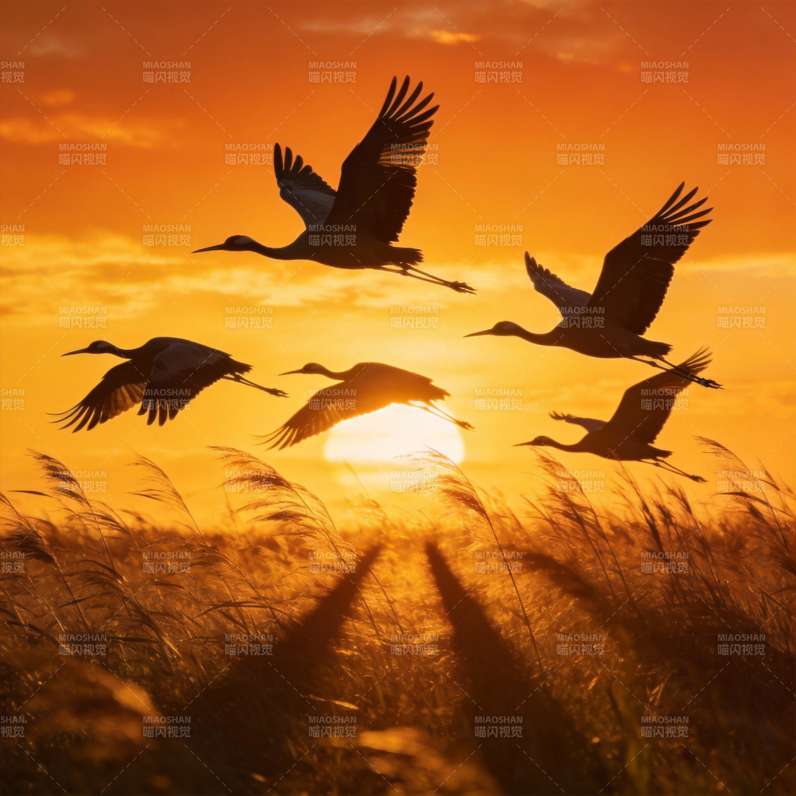 飞鸟归巢 夕阳如画图片