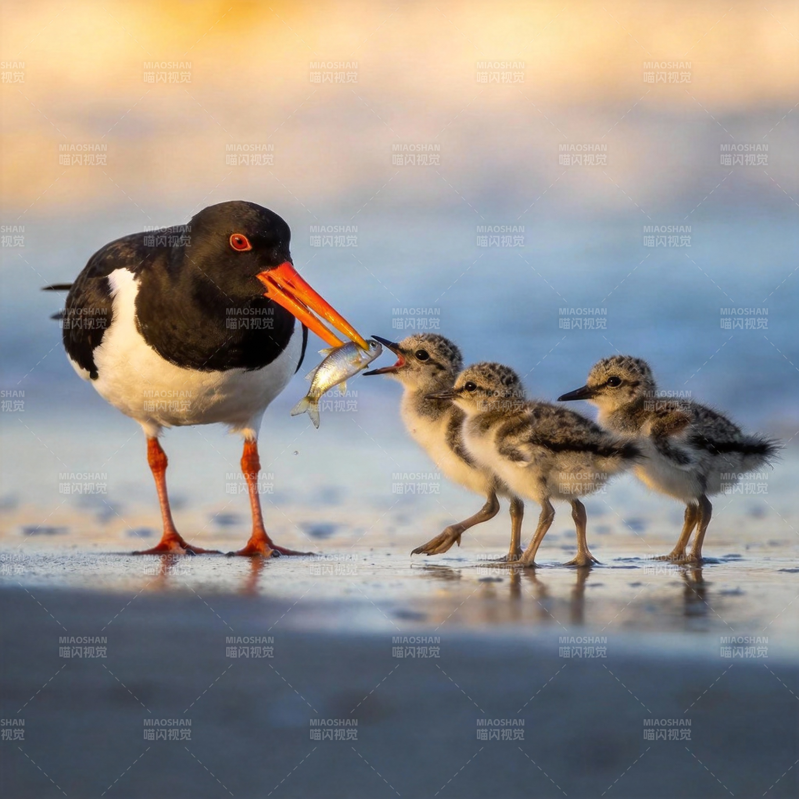 亲鸟喂食幼雏图片
