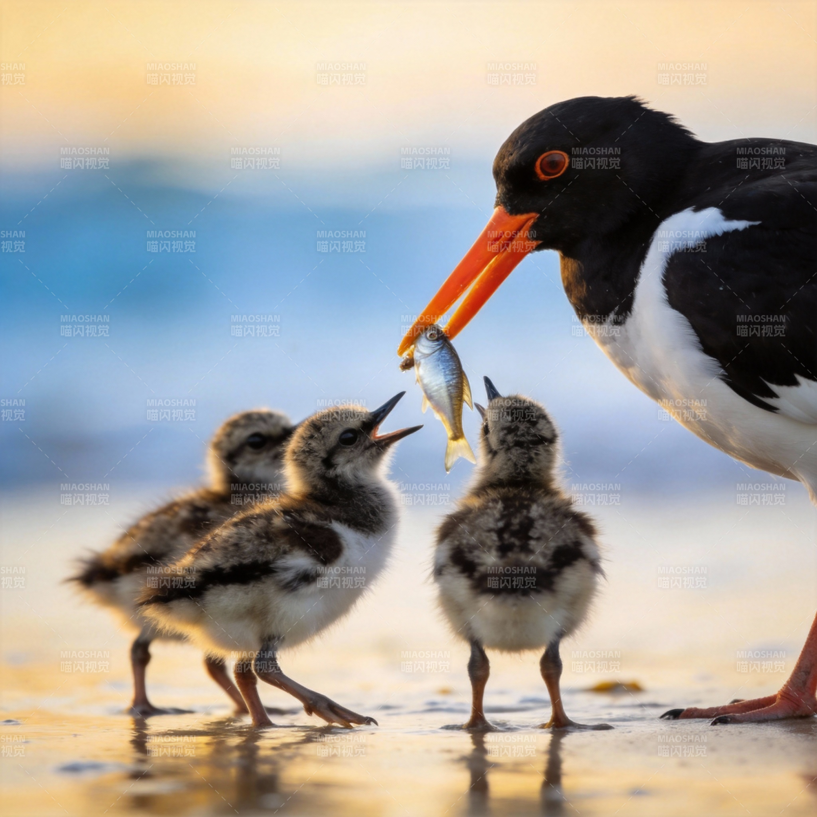 亲鸟喂食幼雏图片