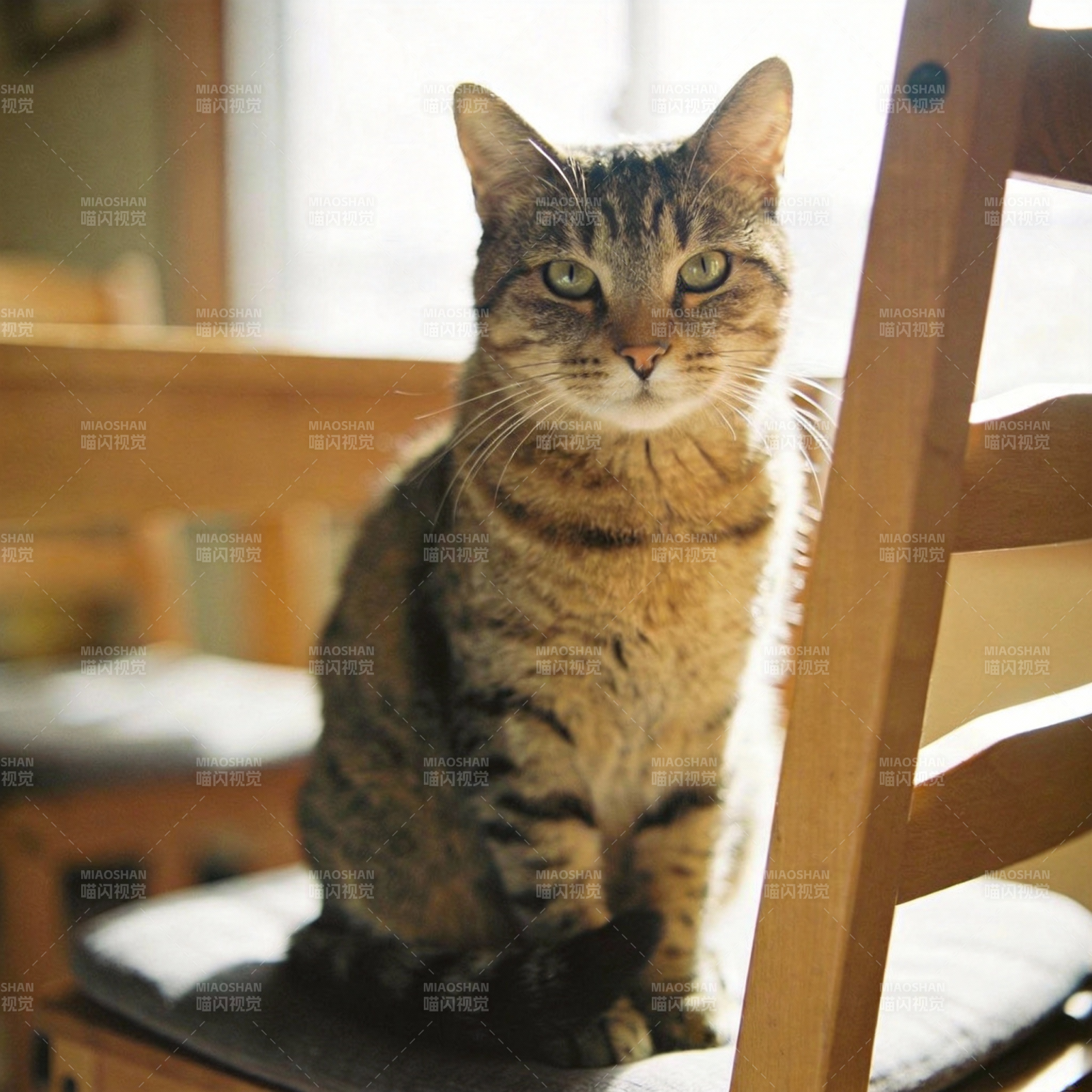 窗边虎斑猫静坐图片