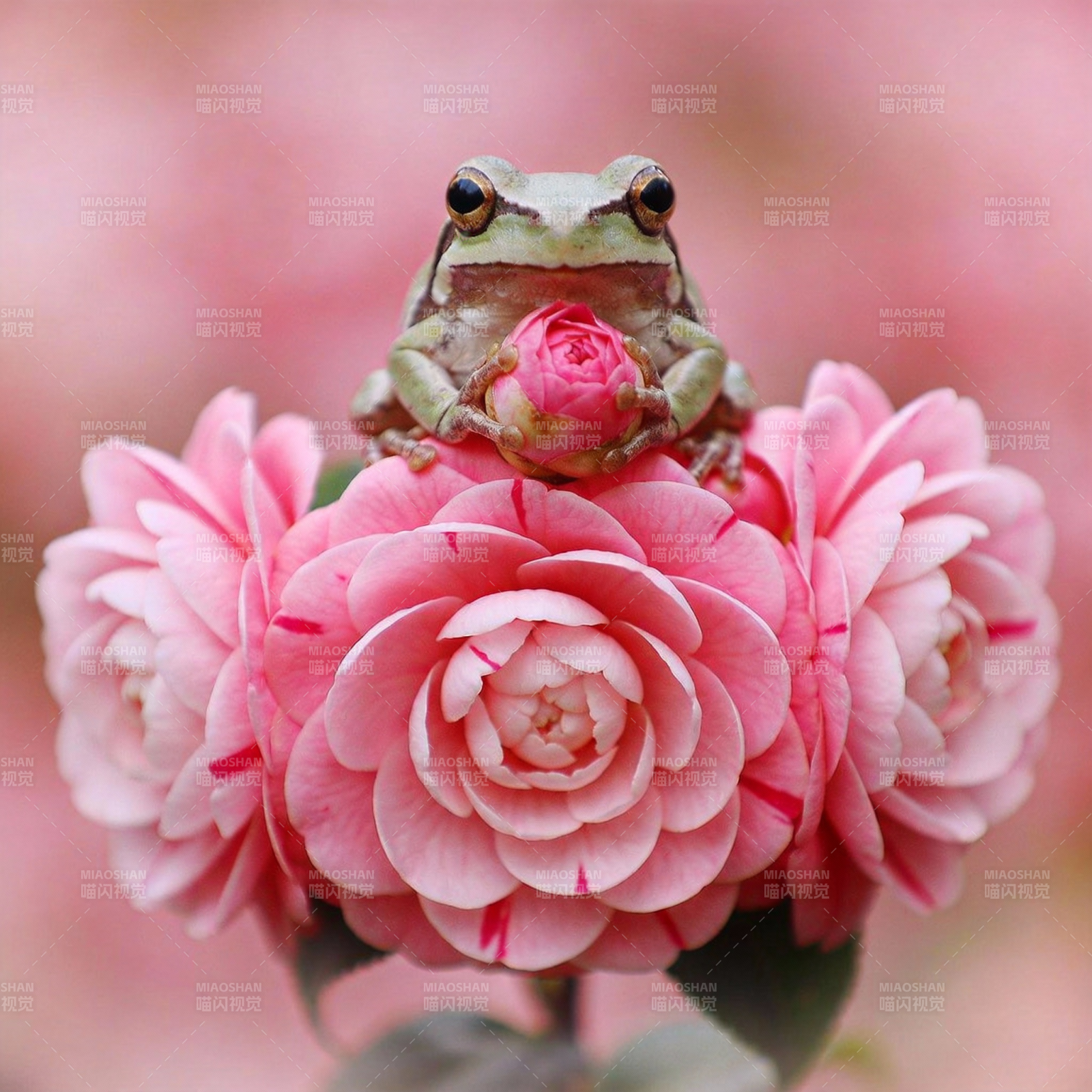 青蛙栖花蕊图片