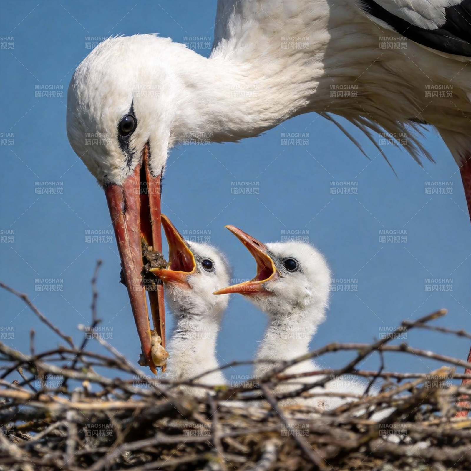 白鹳喂雏鸟图片