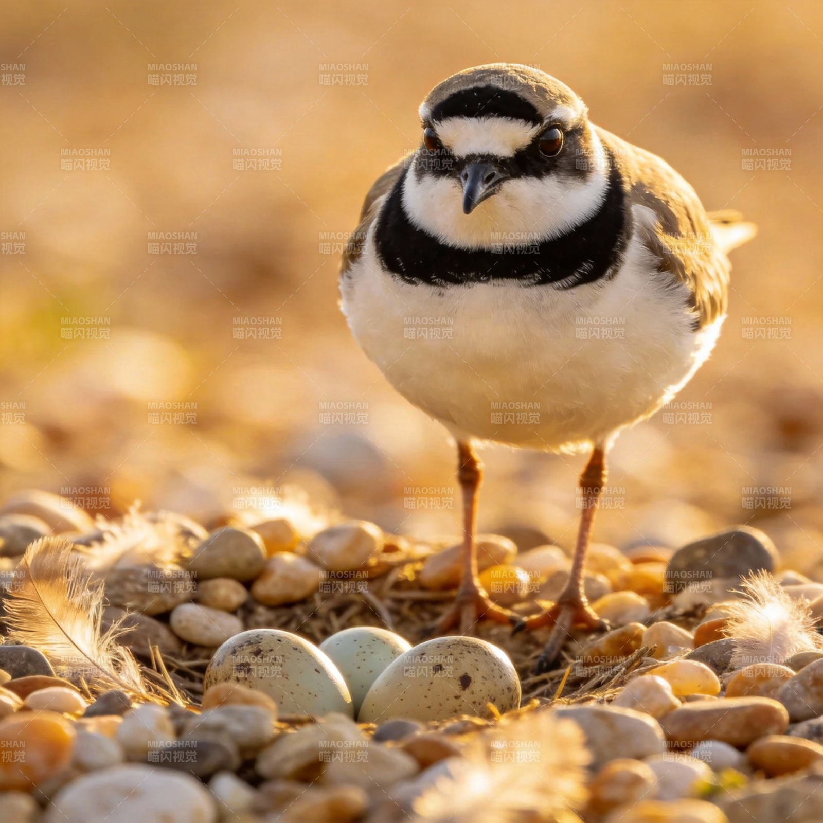 环颈鸻守巢图片