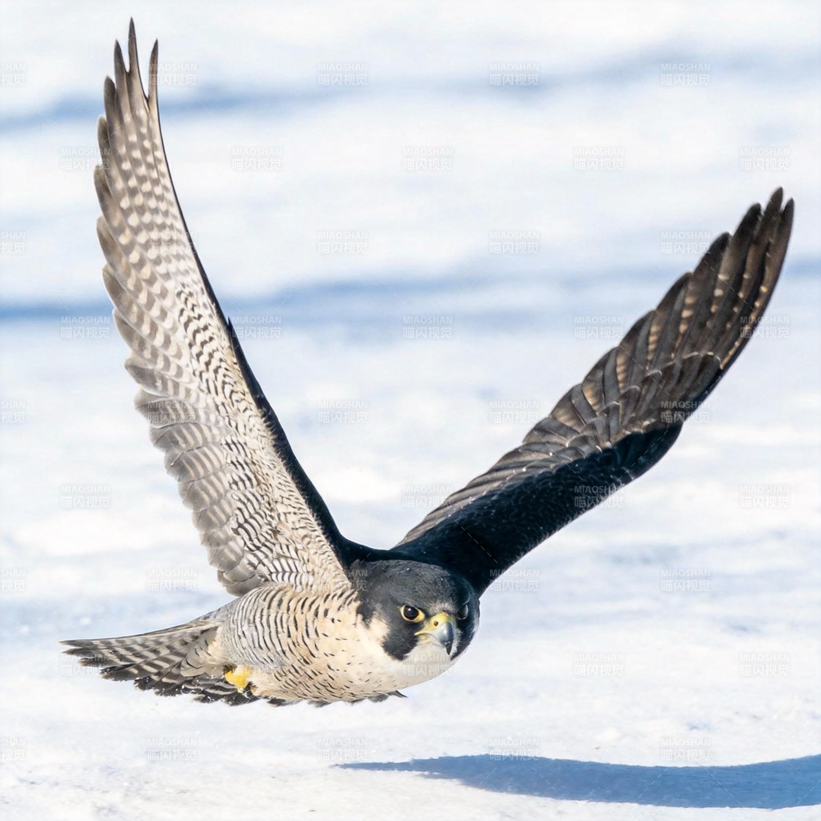 雪地猛禽翱翔图片