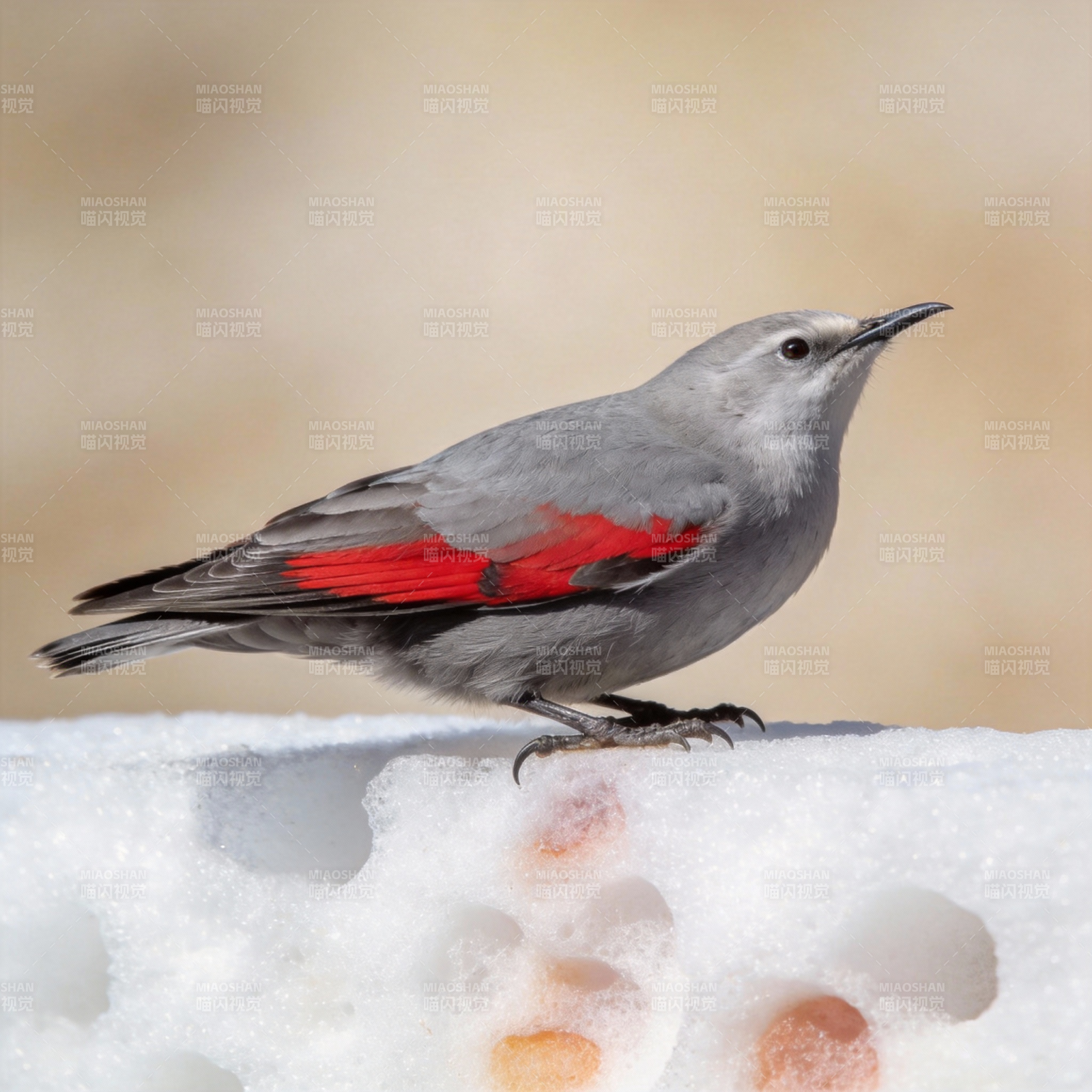 红翅灰鸟栖雪中图片