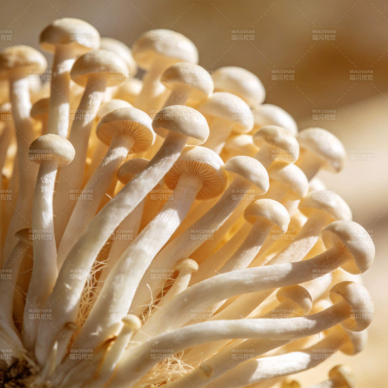 金针菇特写图片