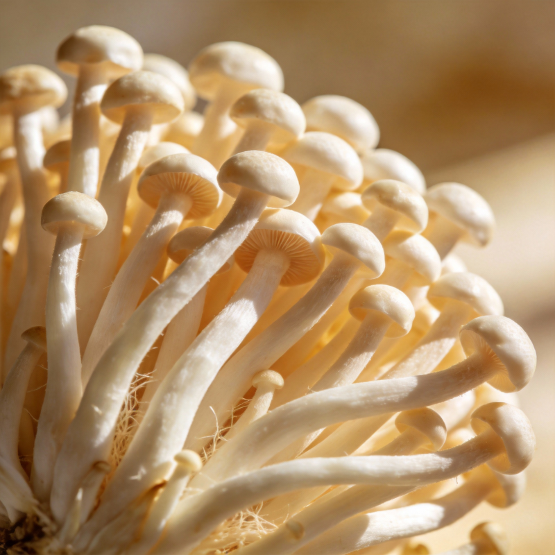 金针菇特写图片