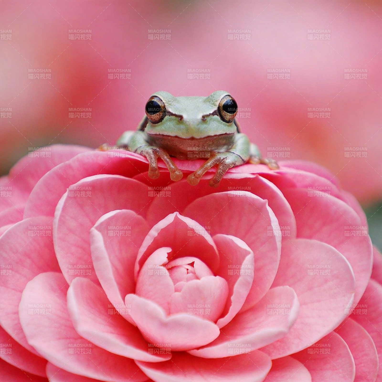 青蛙栖花蕊图片