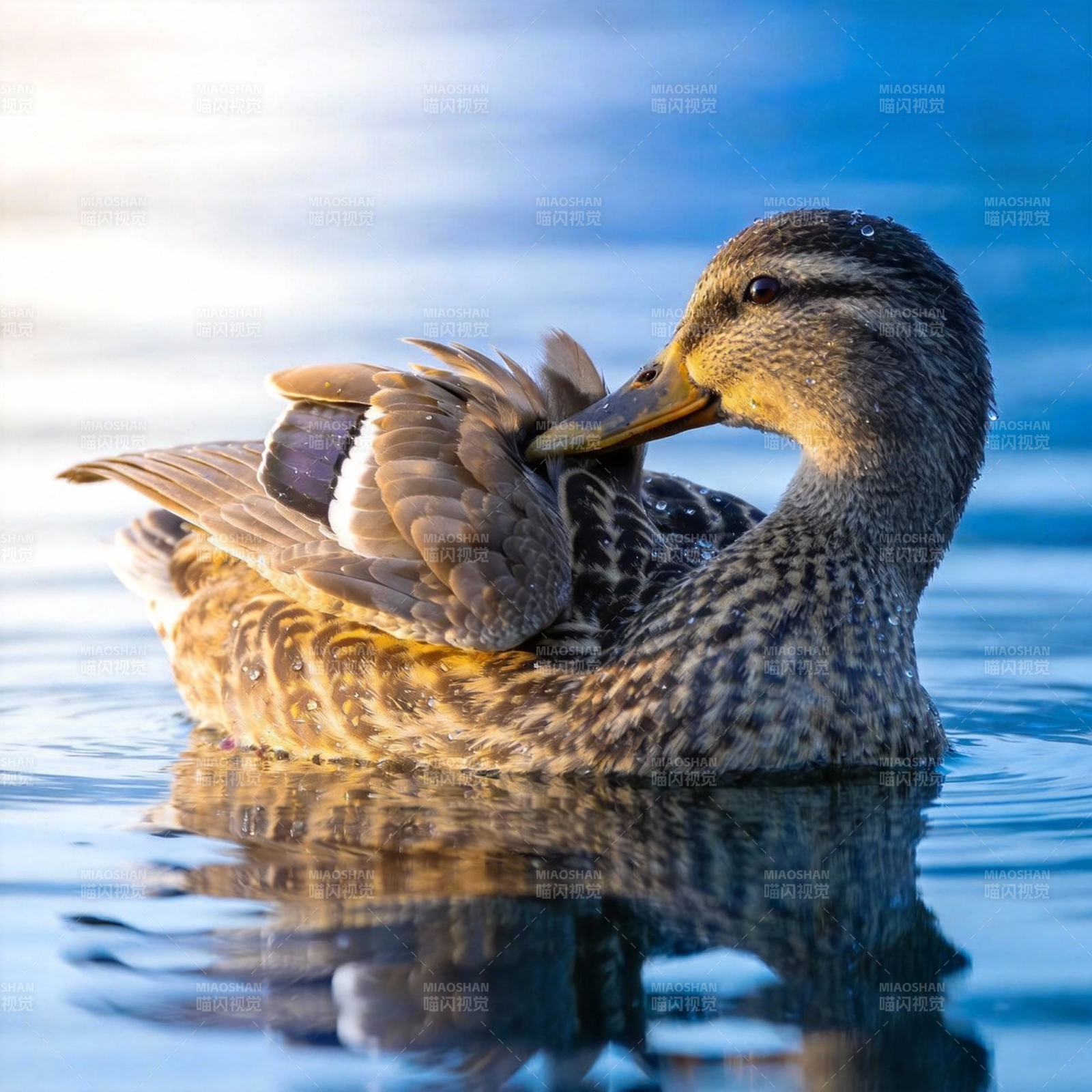 鸭子水中梳羽图片