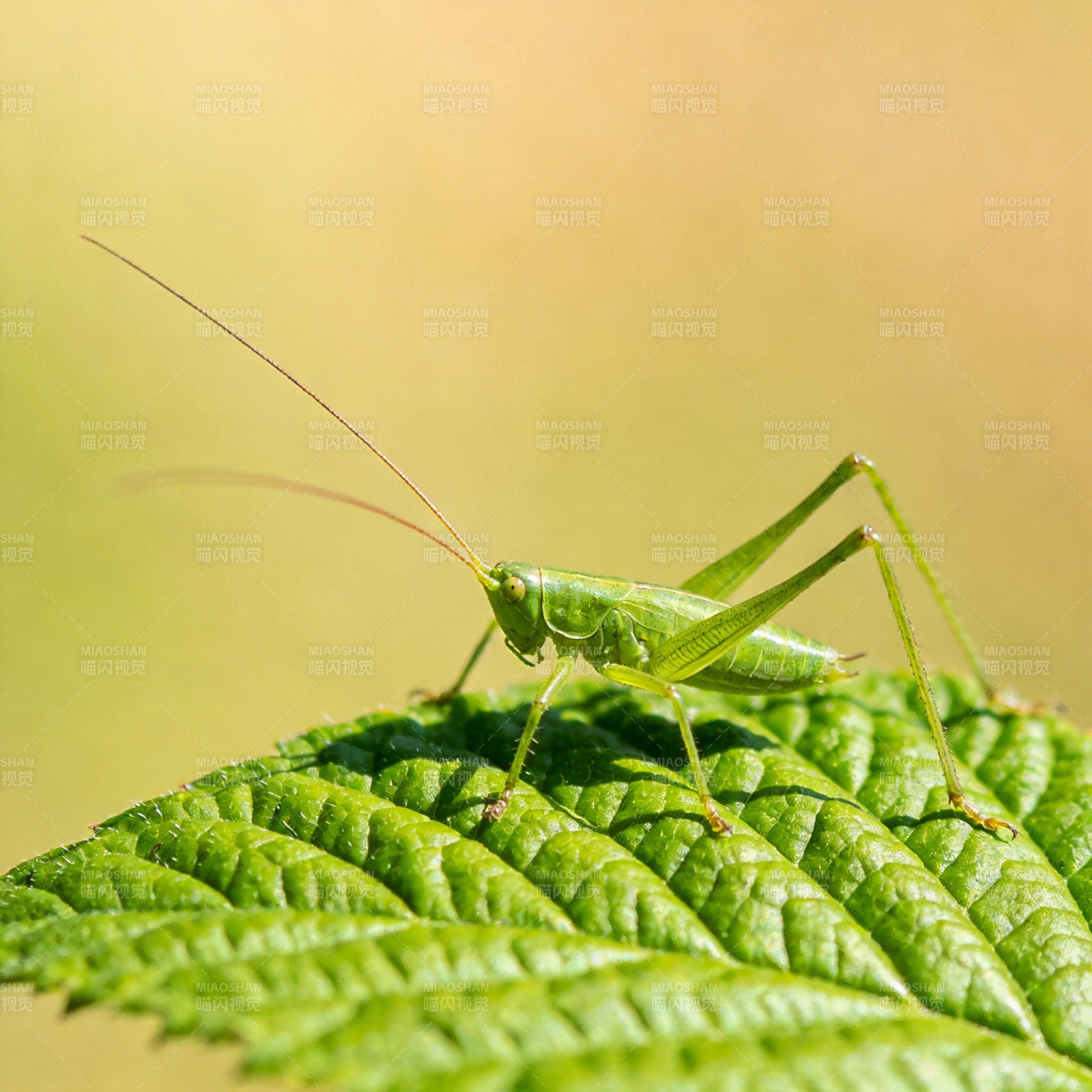 绿蚱蜢栖叶上图片