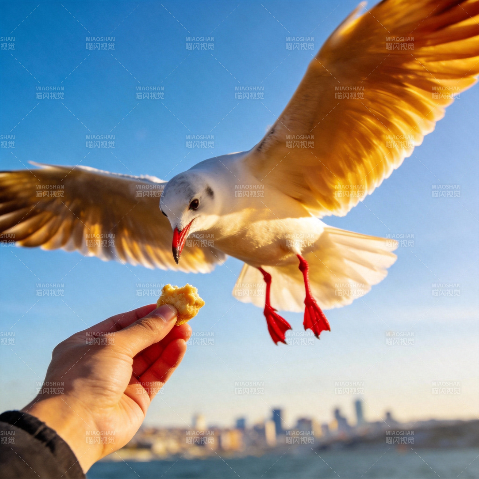 海鸥啄食面包图片