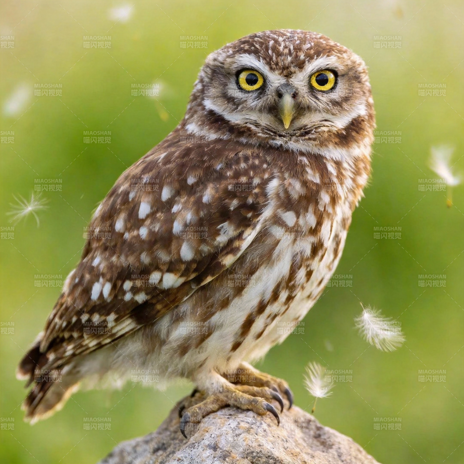 猫头鹰栖息岩石上图片