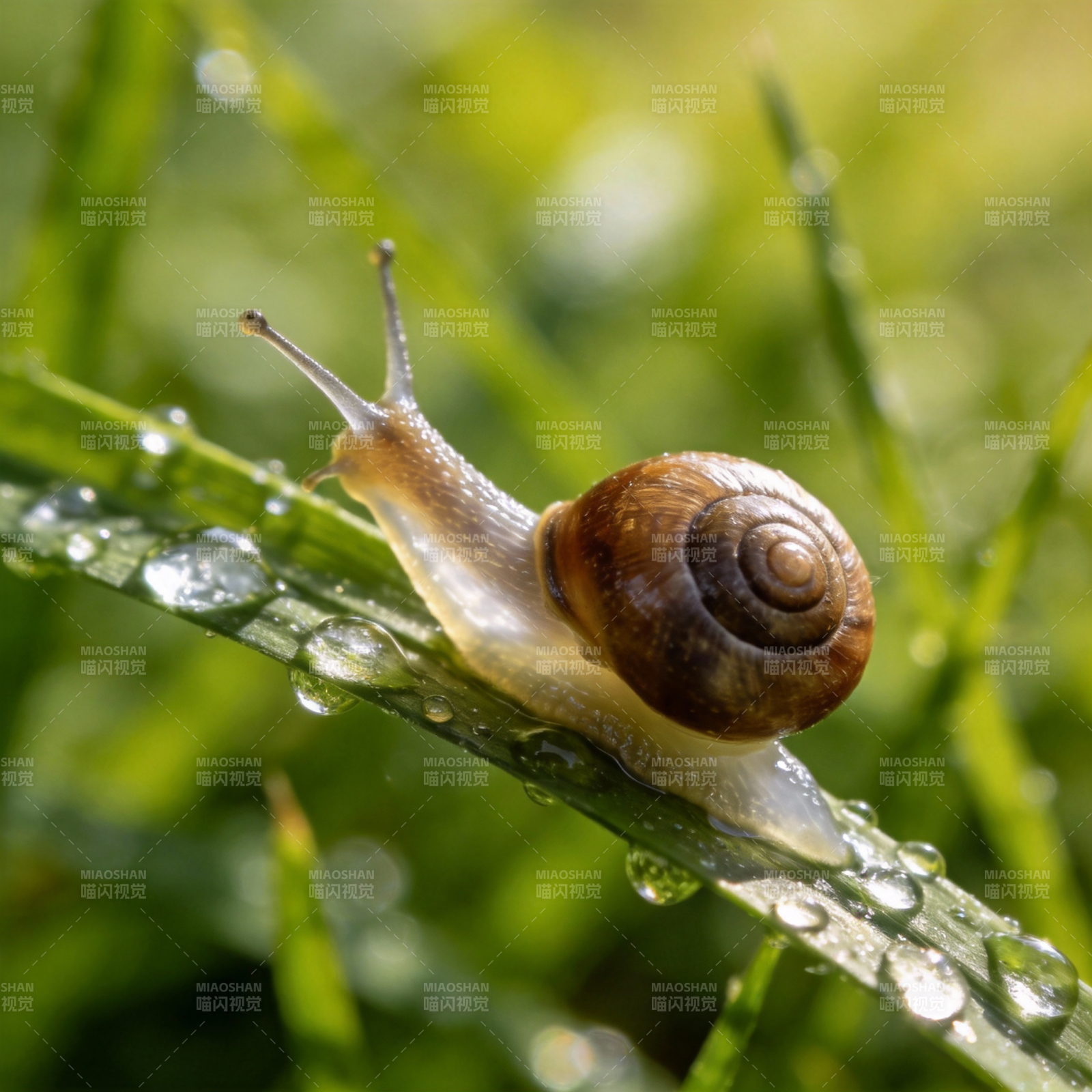 露珠上的蜗牛图片