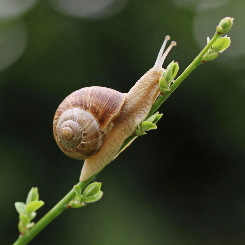 蜗牛攀枝图片