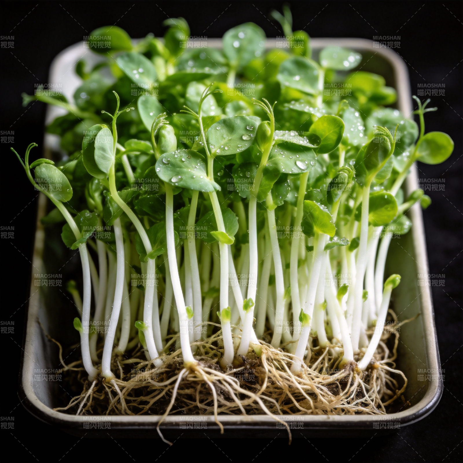 新鲜嫩芽生机勃勃图片