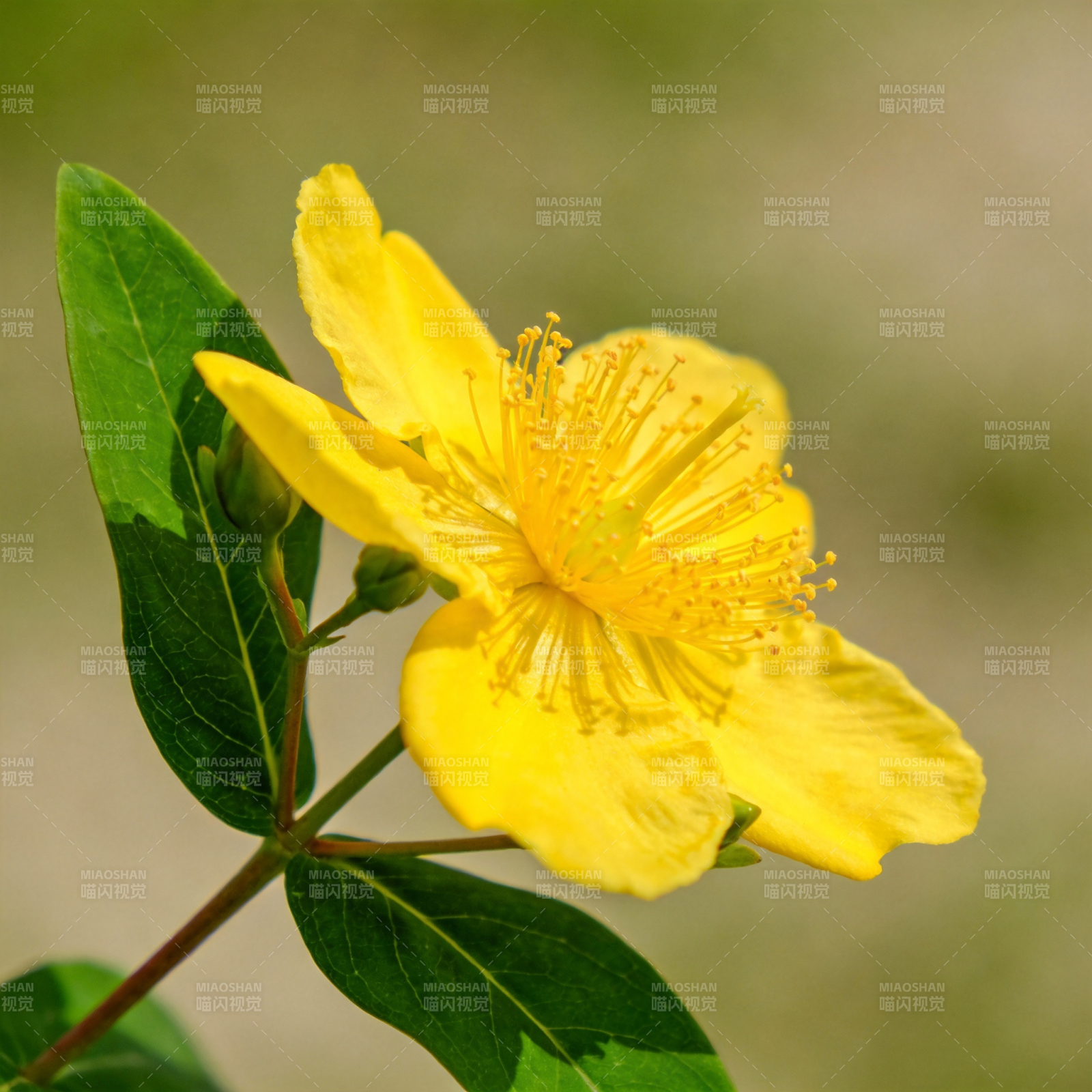 金丝桃绽放图片