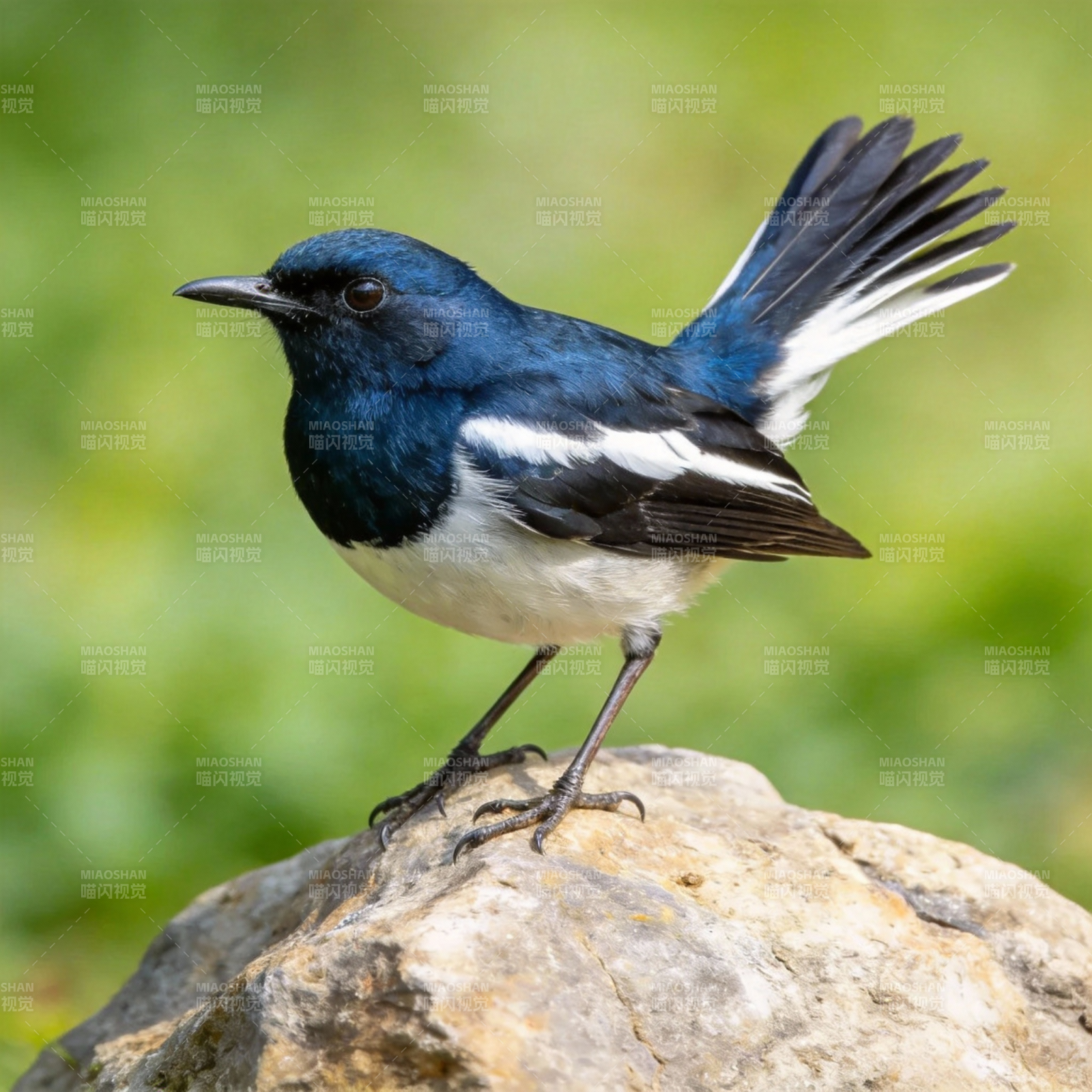 蓝鹊栖石图片