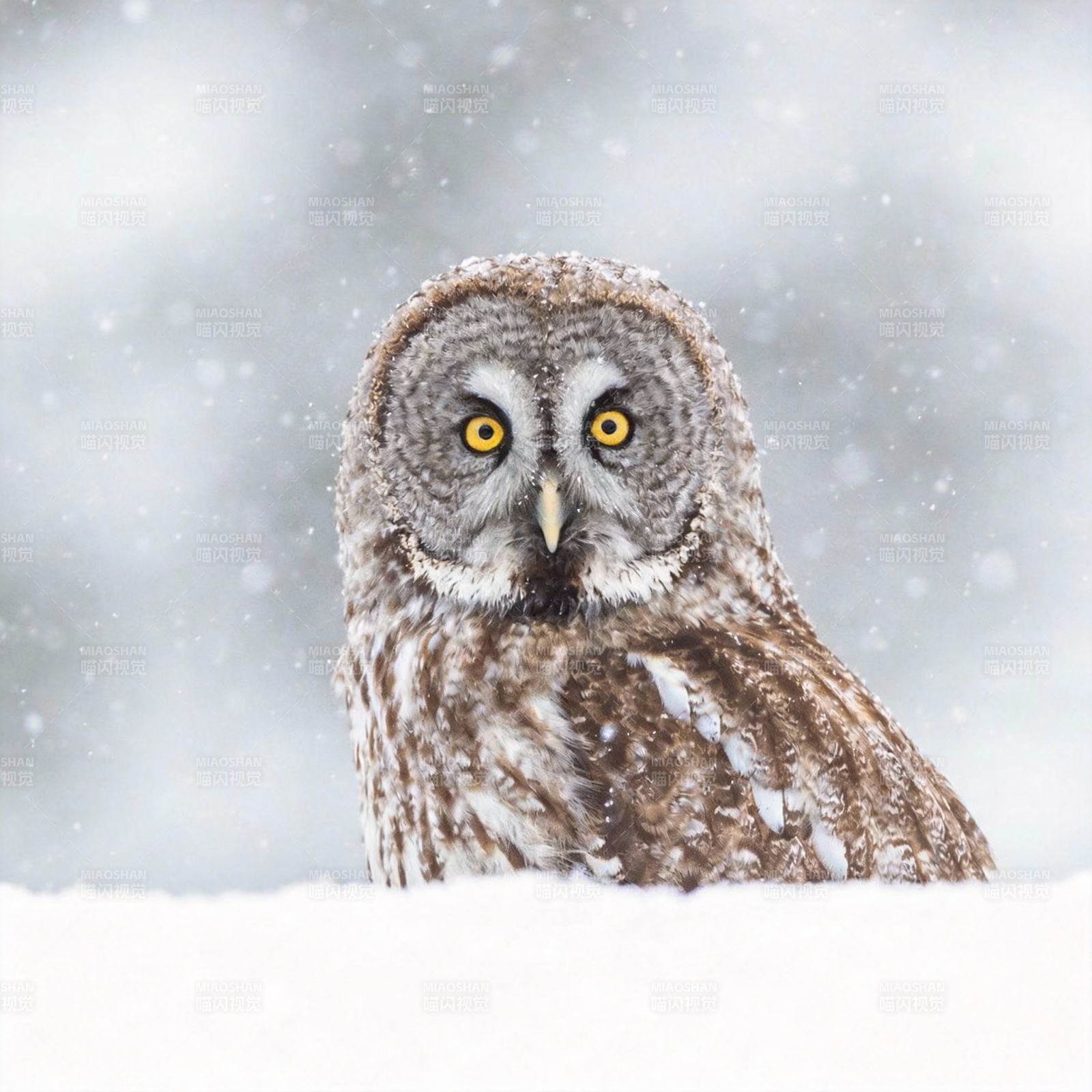 雪中猫头鹰图片
