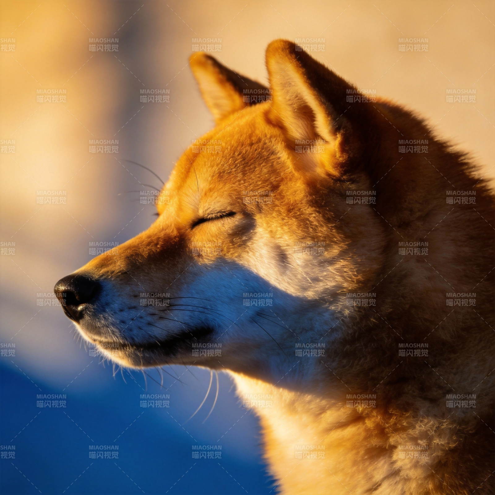 夕阳下的柴犬侧影图片