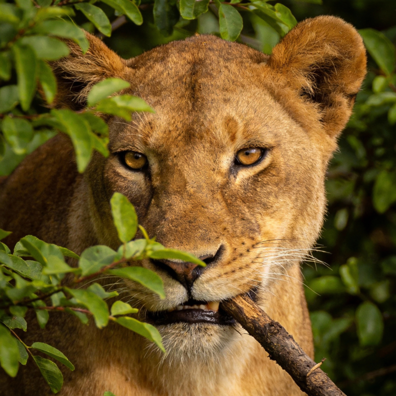 狮影藏绿叶图片