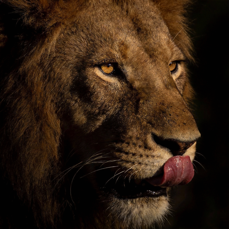 雄狮舔唇特写图片