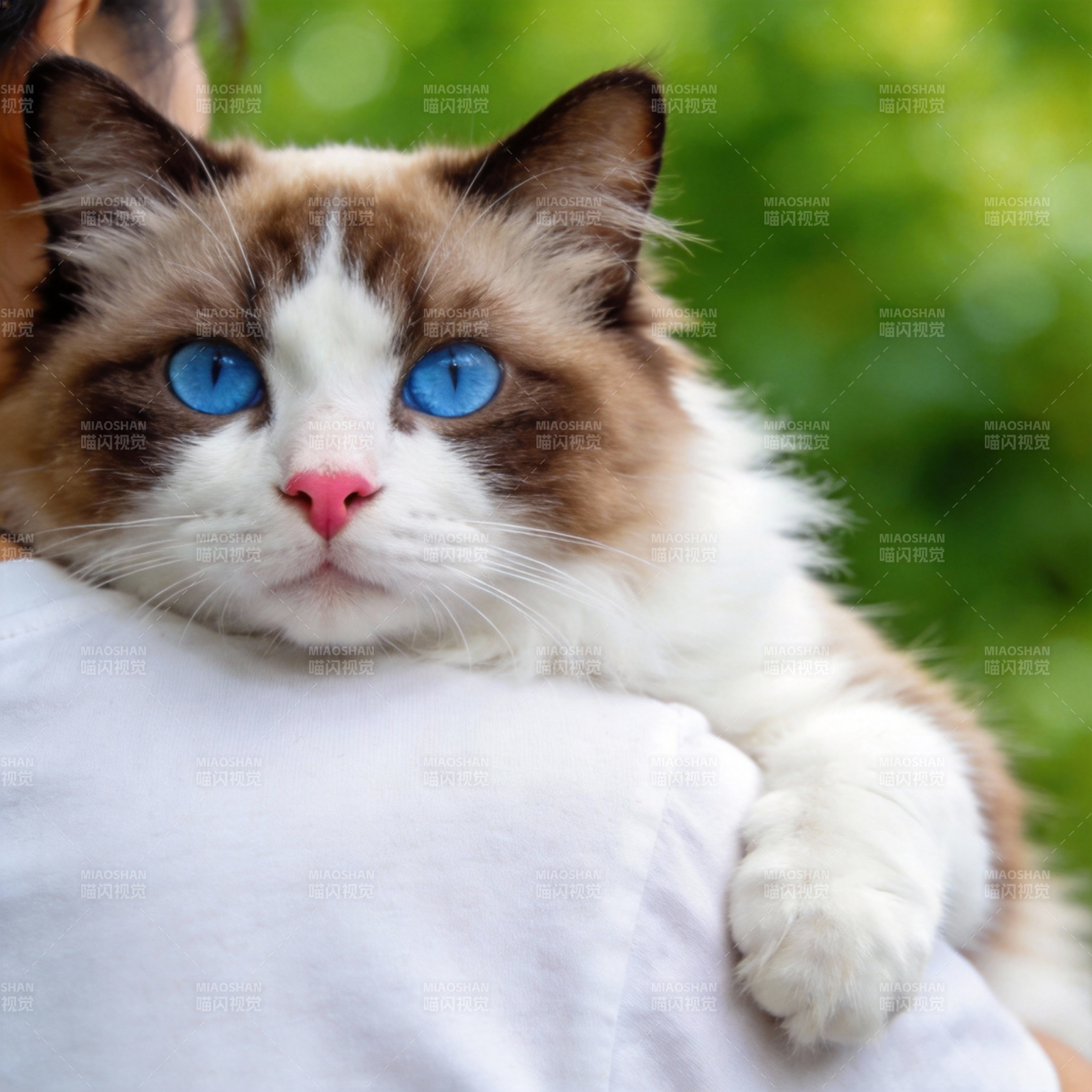 蓝眼猫依偎人肩图片