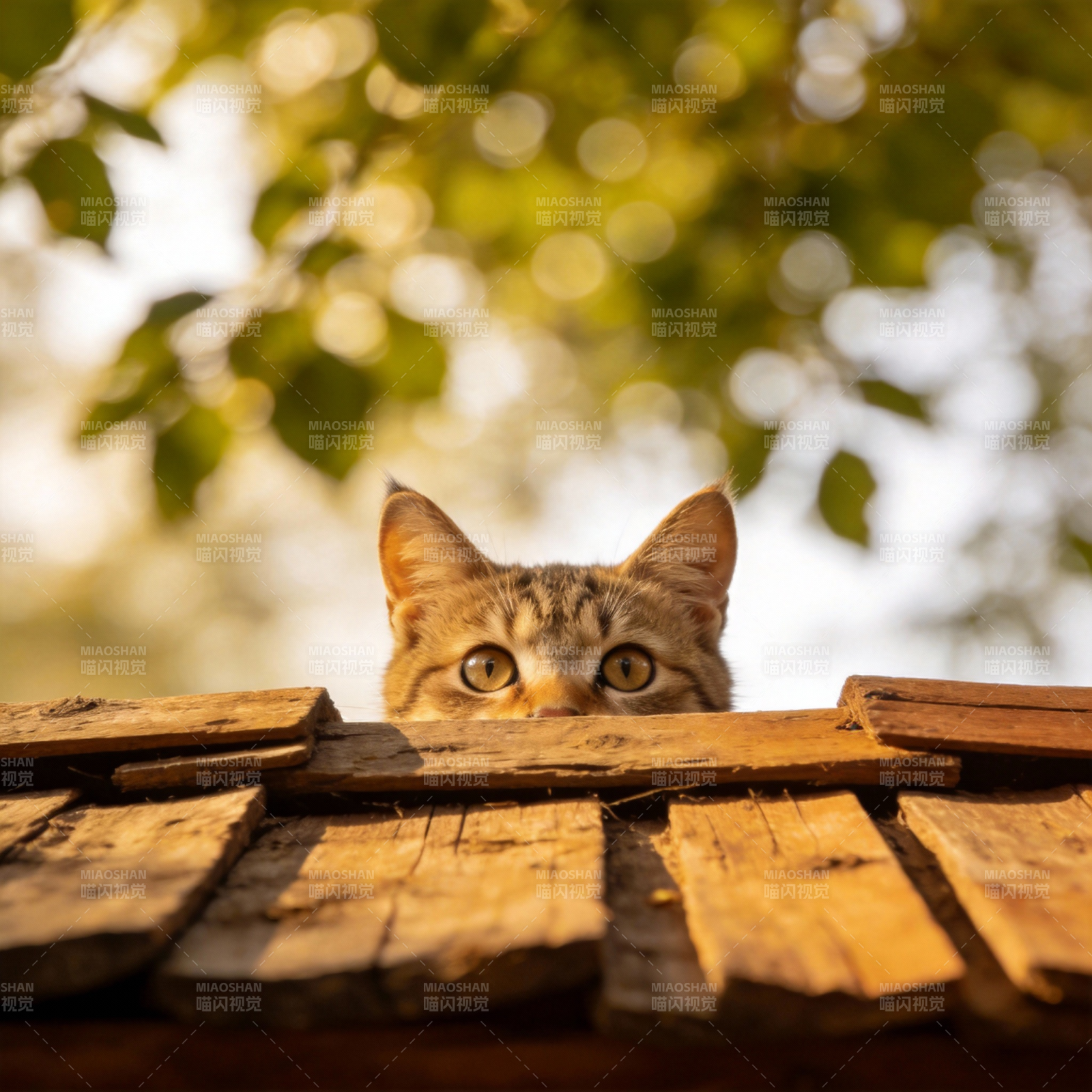 屋顶上的猫咪图片