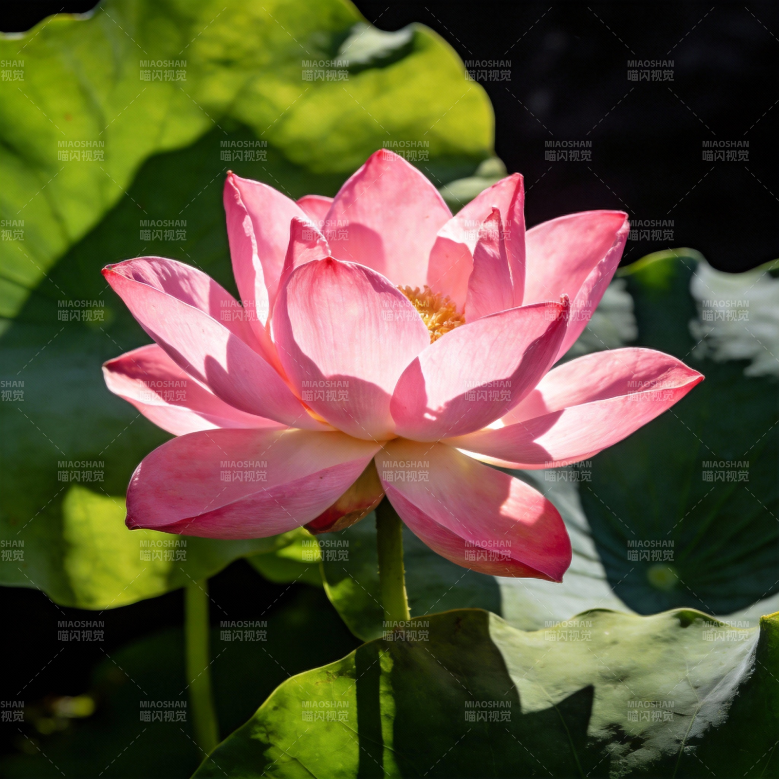 粉莲绽放图片