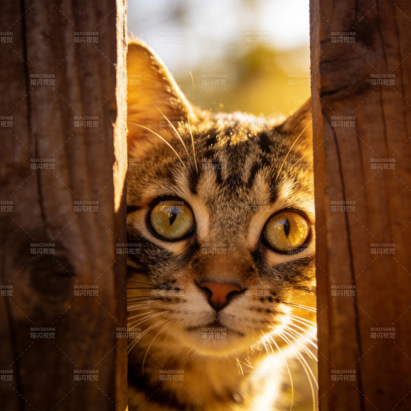 猫眼窥视木缝图片