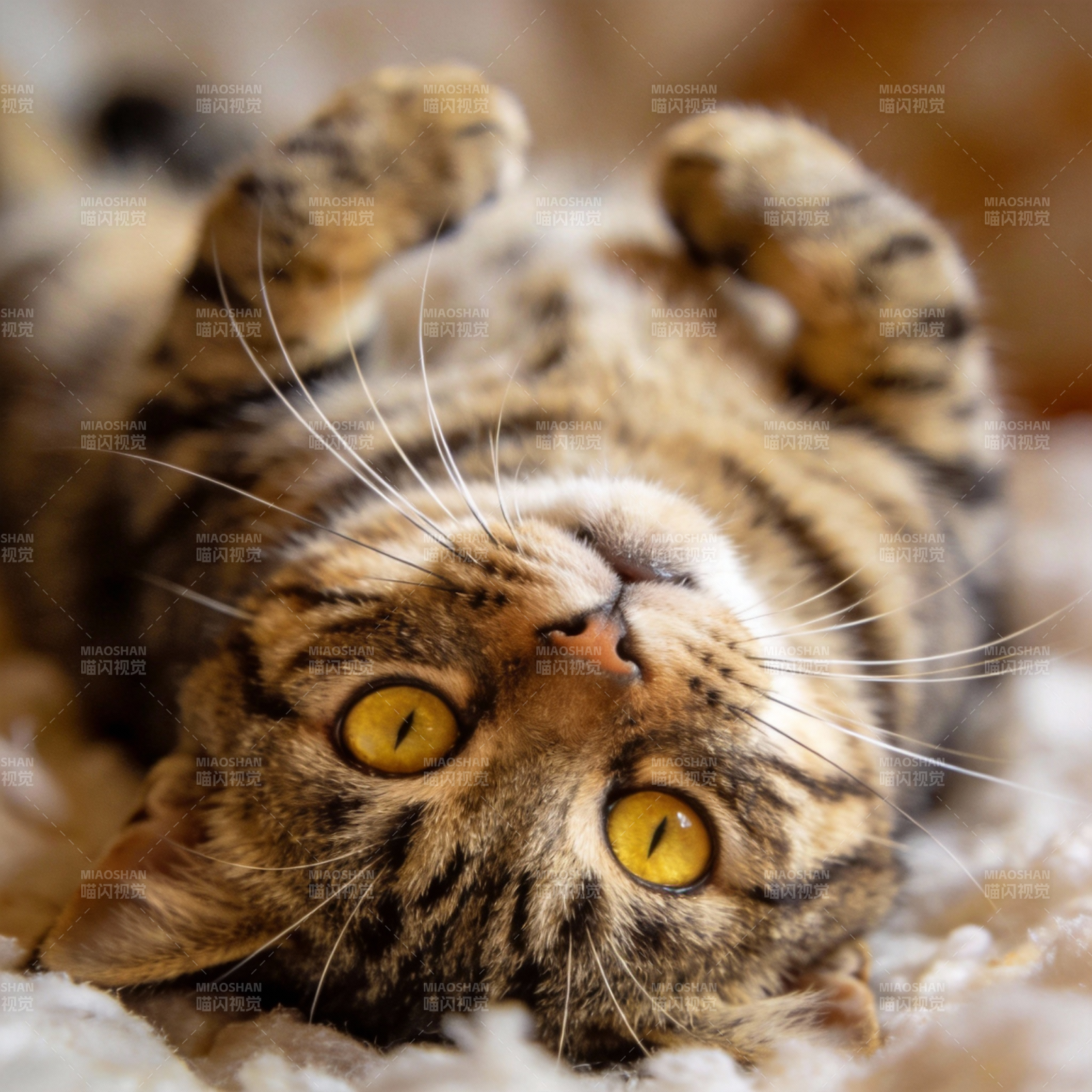 猫咪仰卧萌态图片