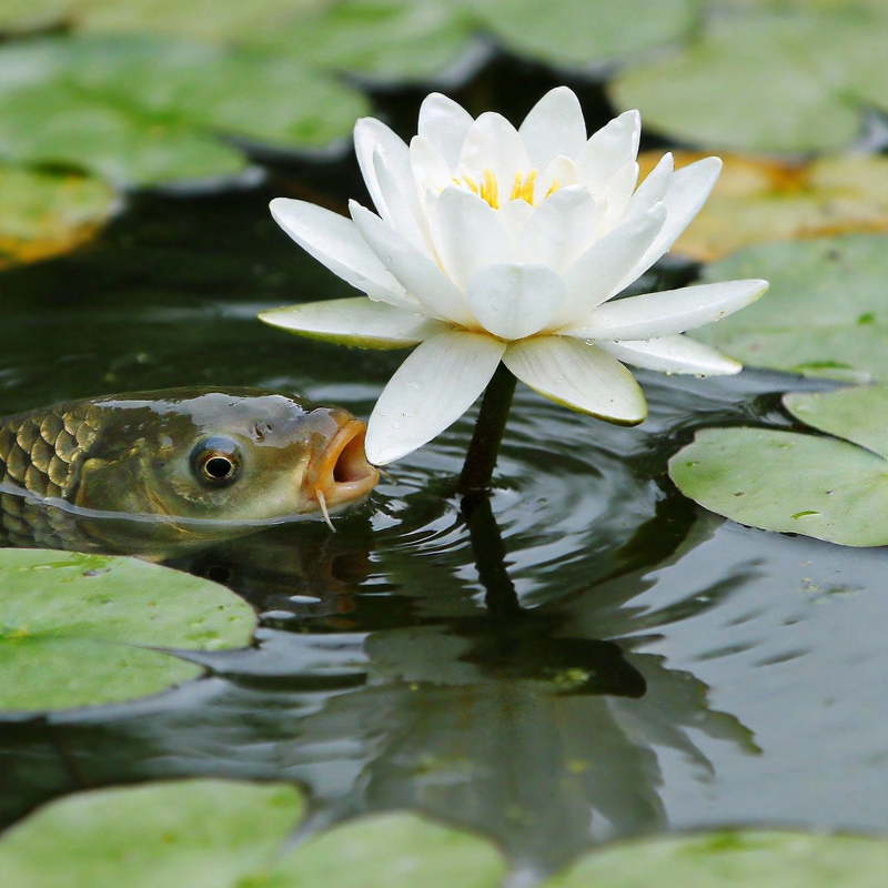 鱼吻莲花图片