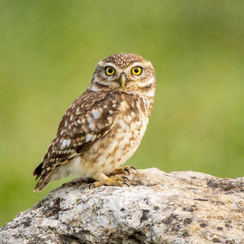 岩上小鸮凝视图片