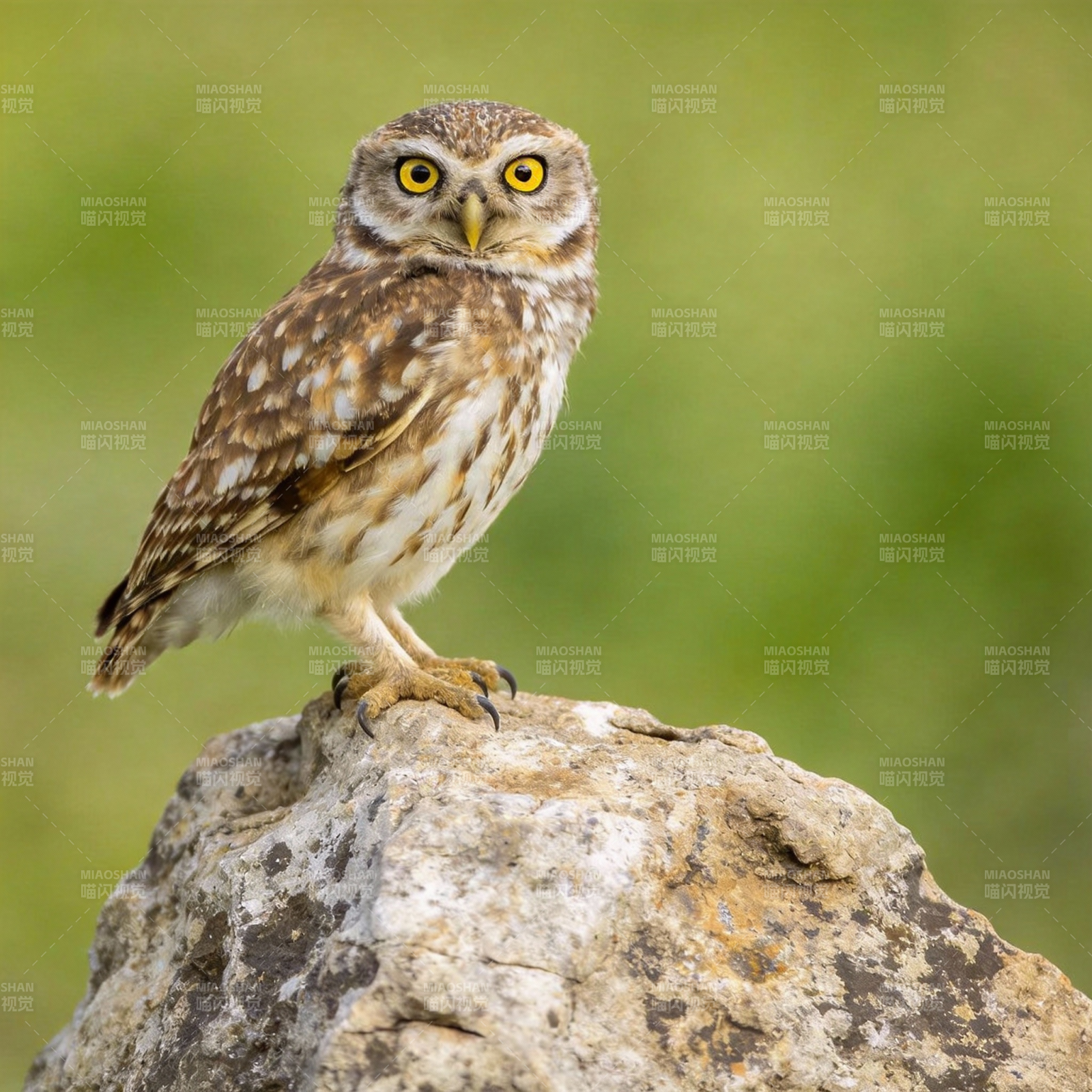 猫头鹰栖息岩石上图片