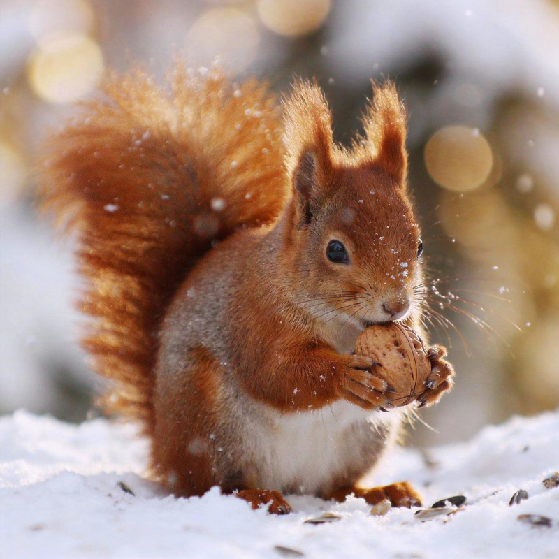 雪中松鼠啃坚果图片