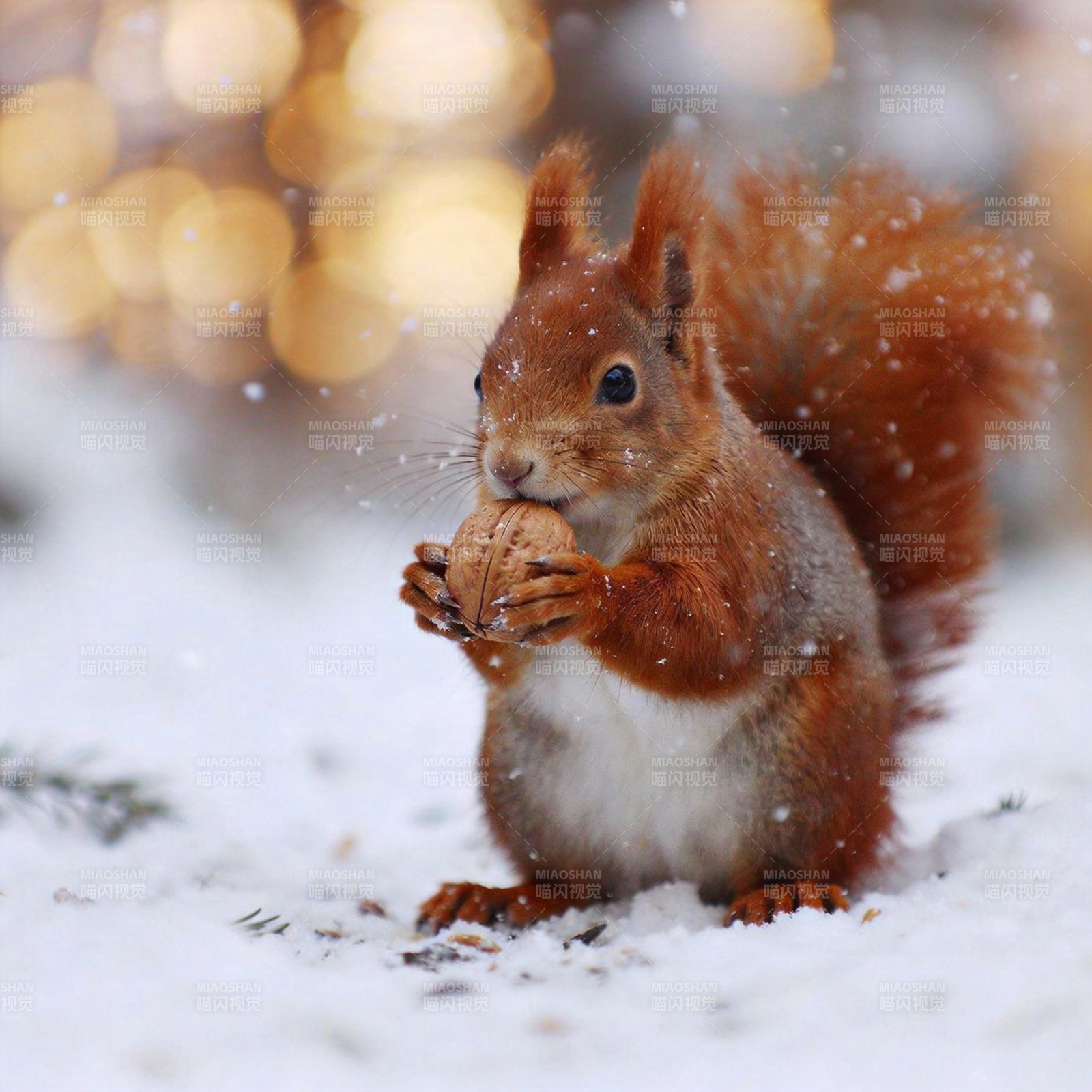 雪中松鼠啃坚果图片